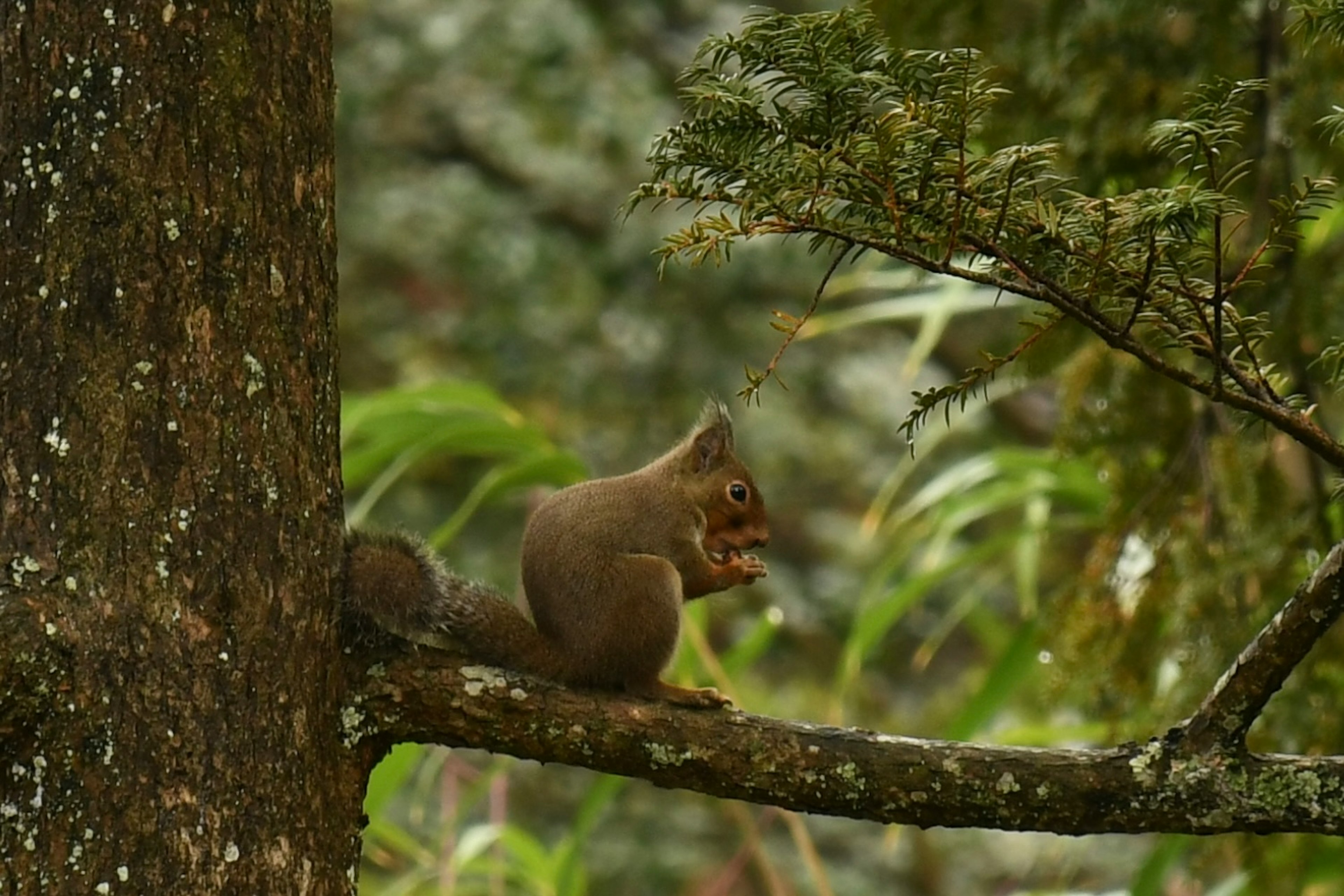 Seekor tupai duduk di atas cabang memegang makanan