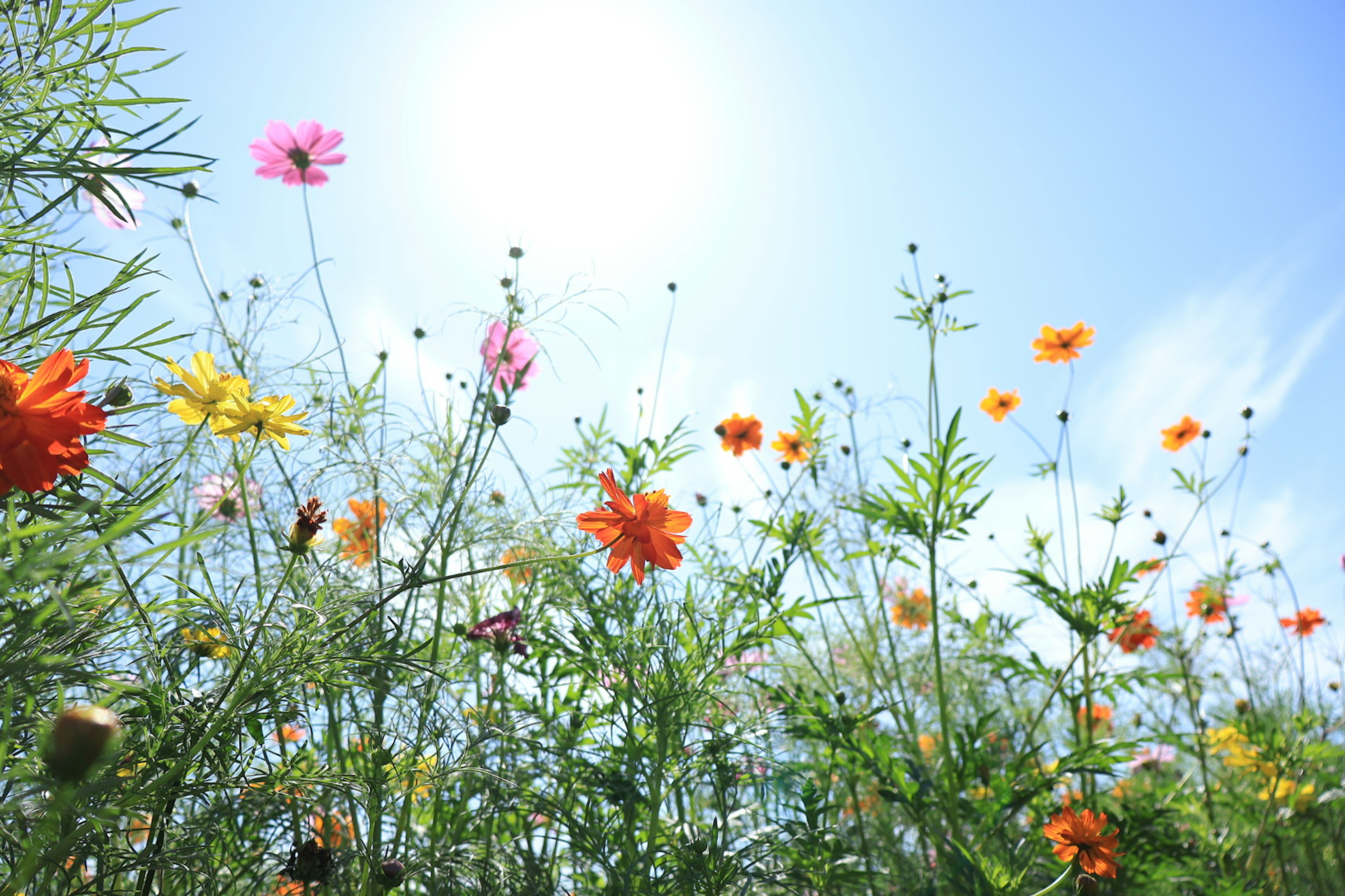 Flores coloridas floreciendo bajo un cielo azul