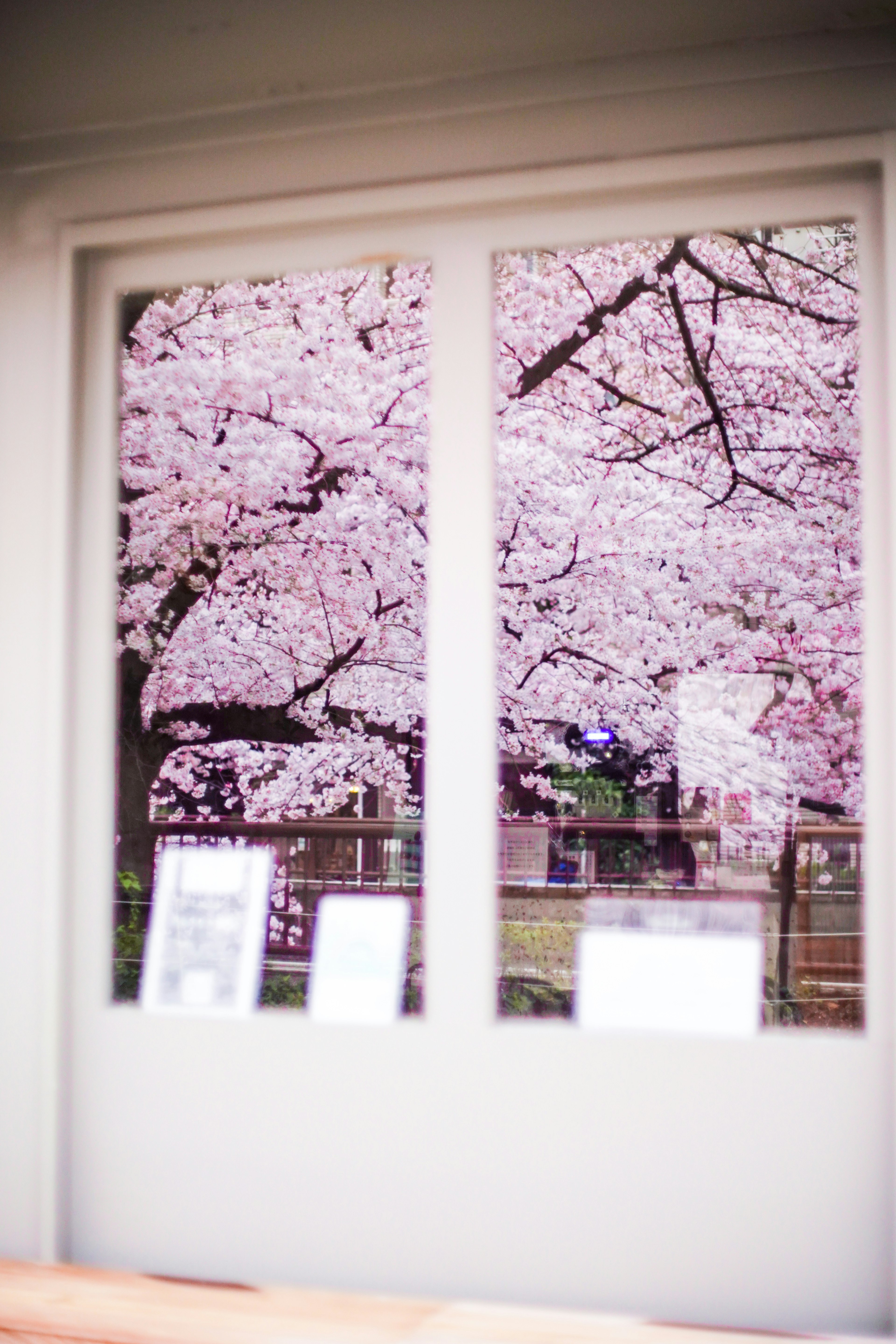 桜の花が満開の木々が見える窓の外の風景