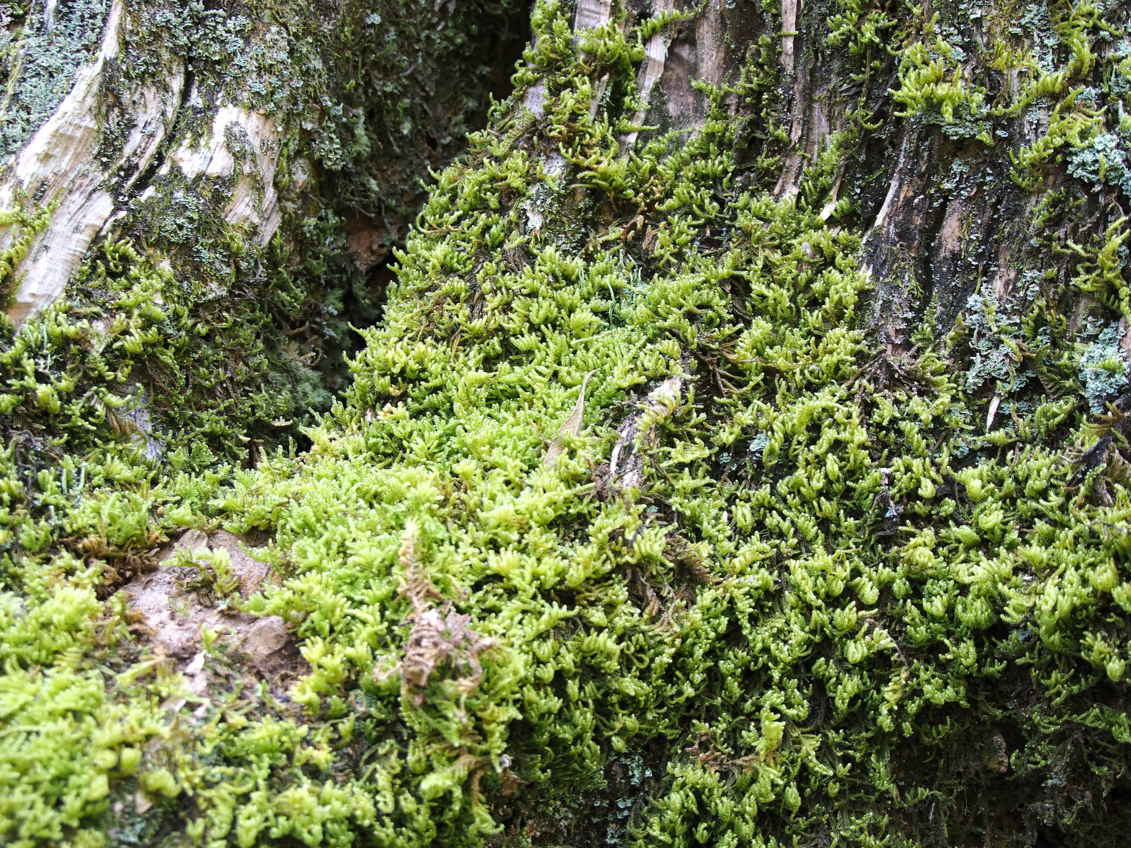 Primo piano di muschio verde su un tronco d'albero