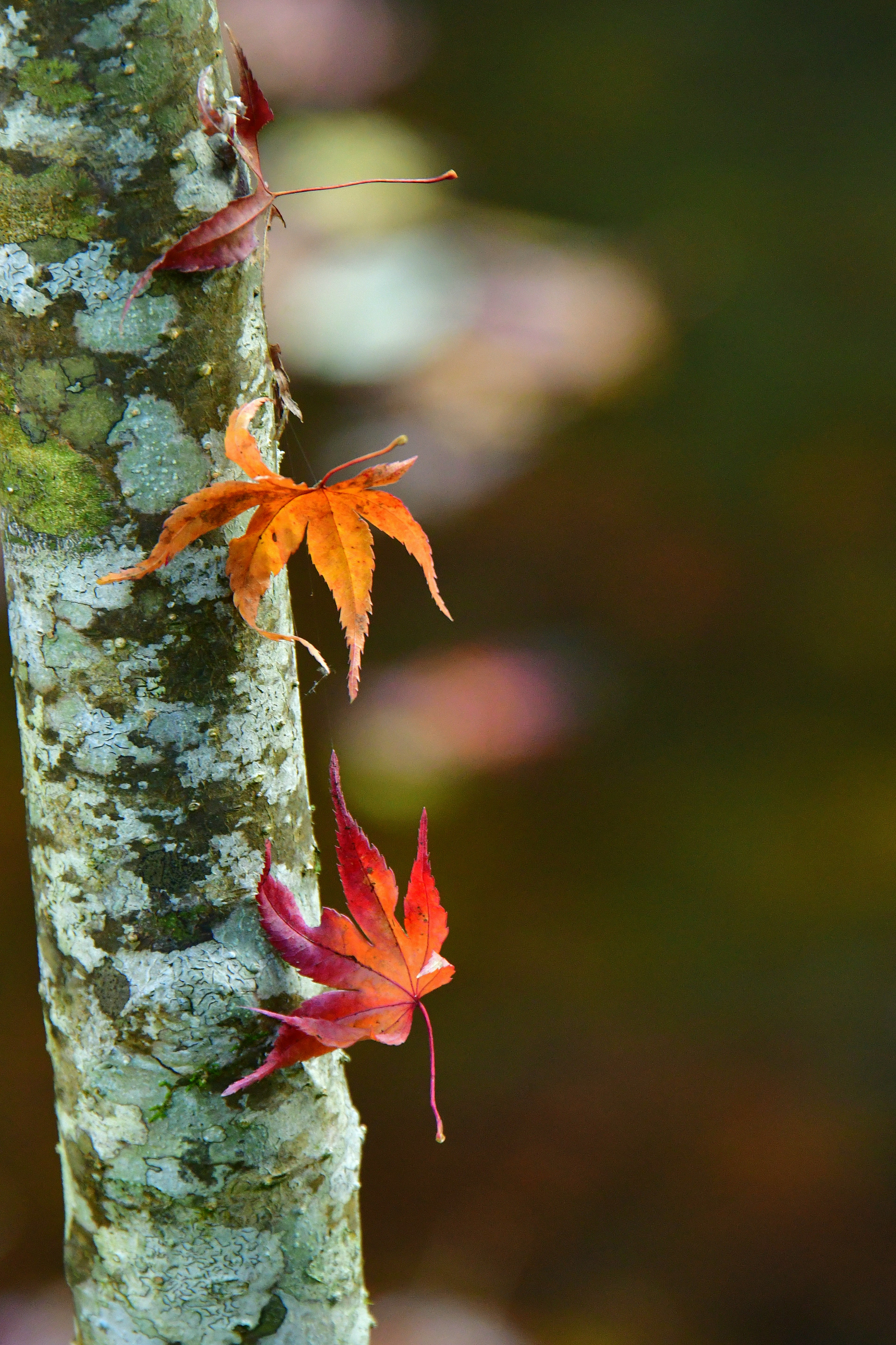 Primer plano de hojas de otoño en un tronco de árbol