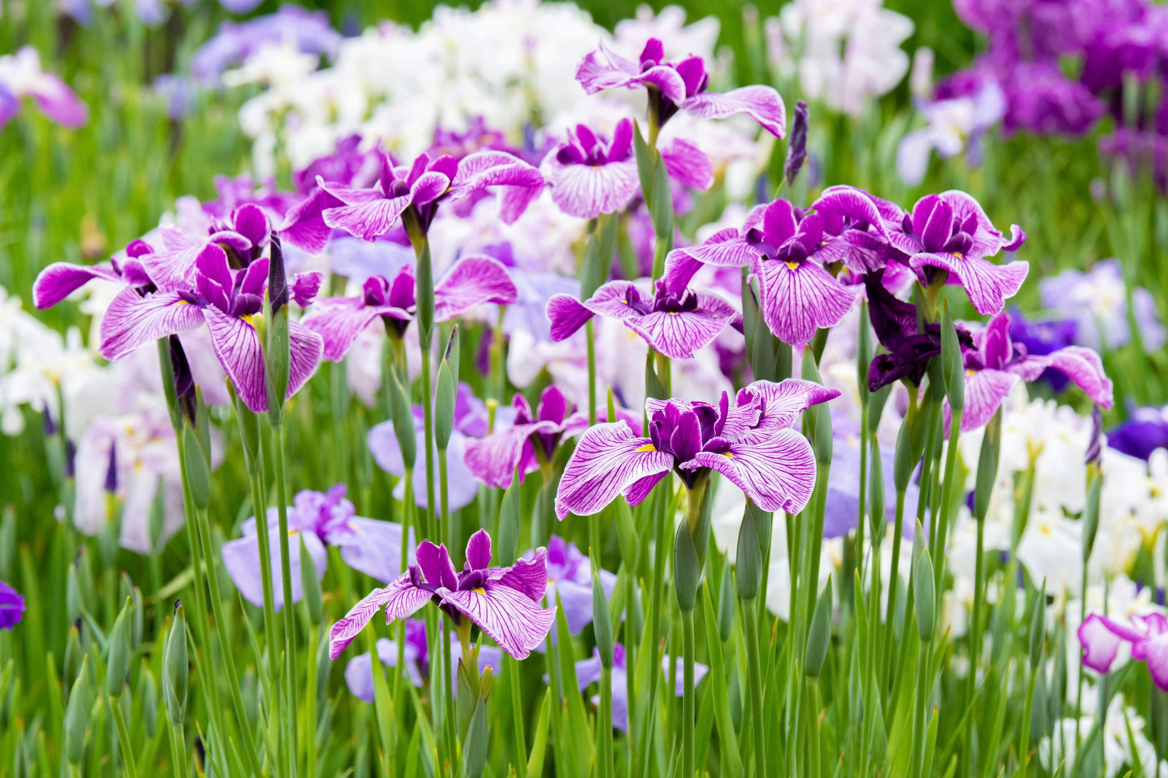 Un jardin vibrant rempli de fleurs violettes et blanches