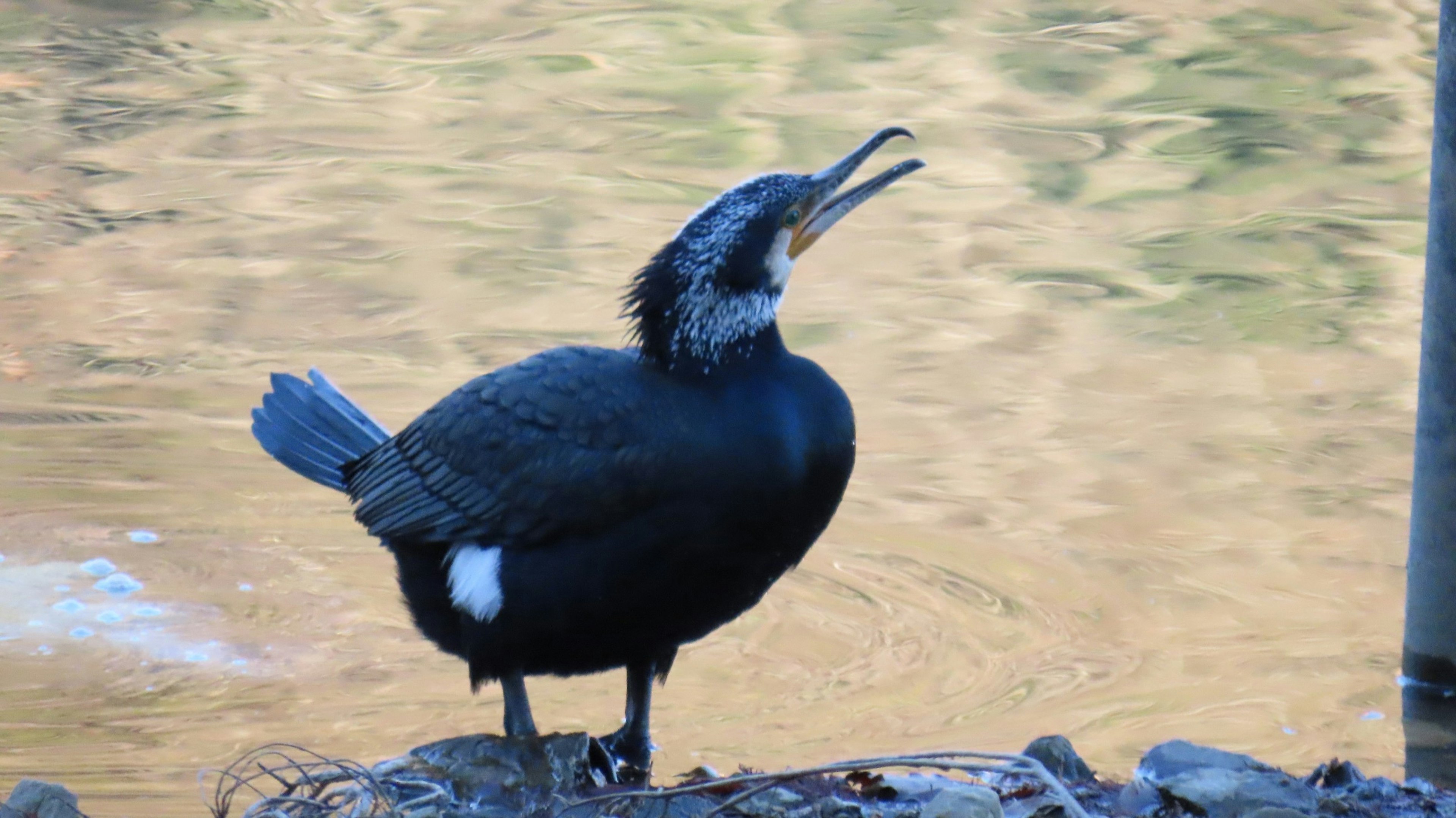 Un cormorán de pie junto al agua con el pico abierto