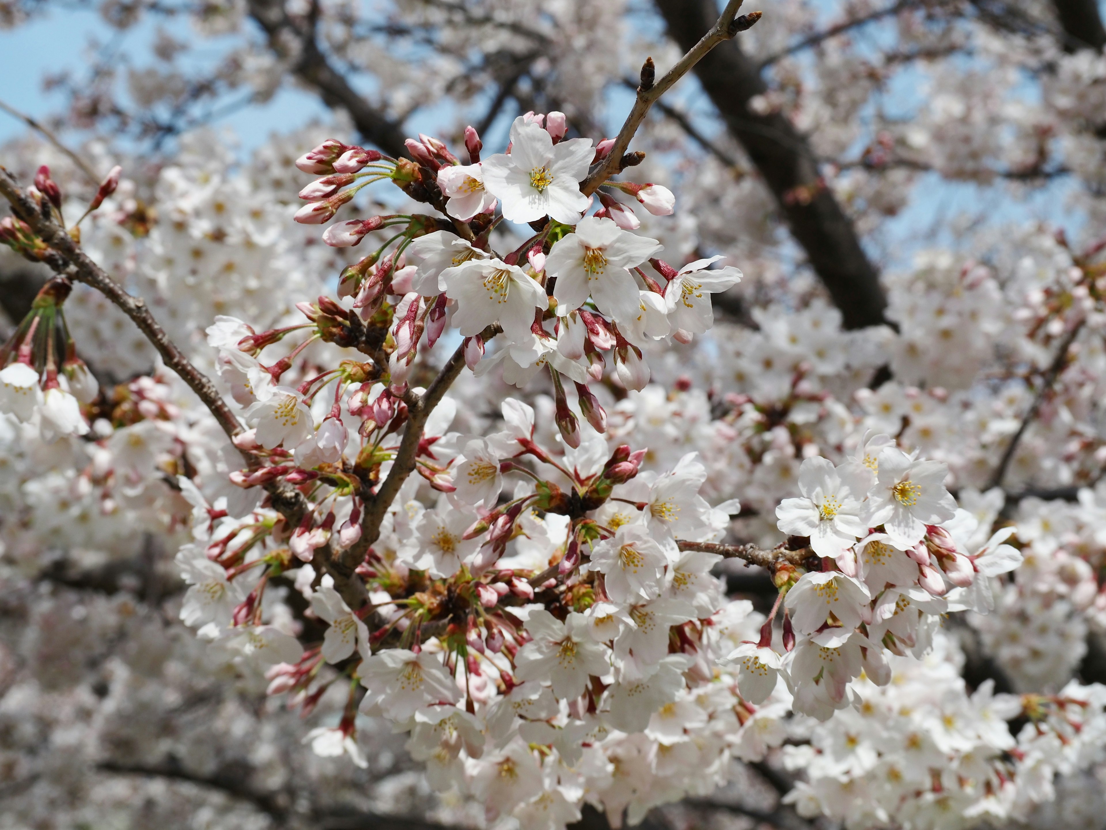 Kedekatan cabang bunga sakura yang mekar