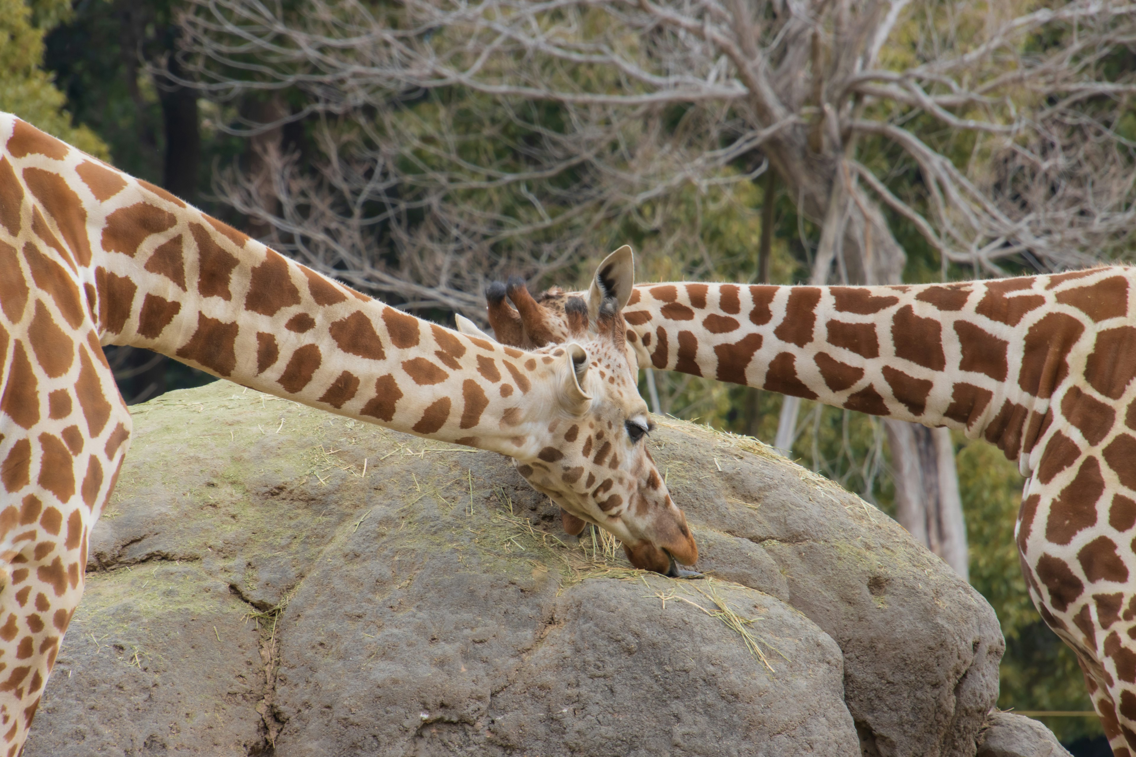 Zwei Giraffen, die ihre Köpfe auf einem Felsen zusammenneigen