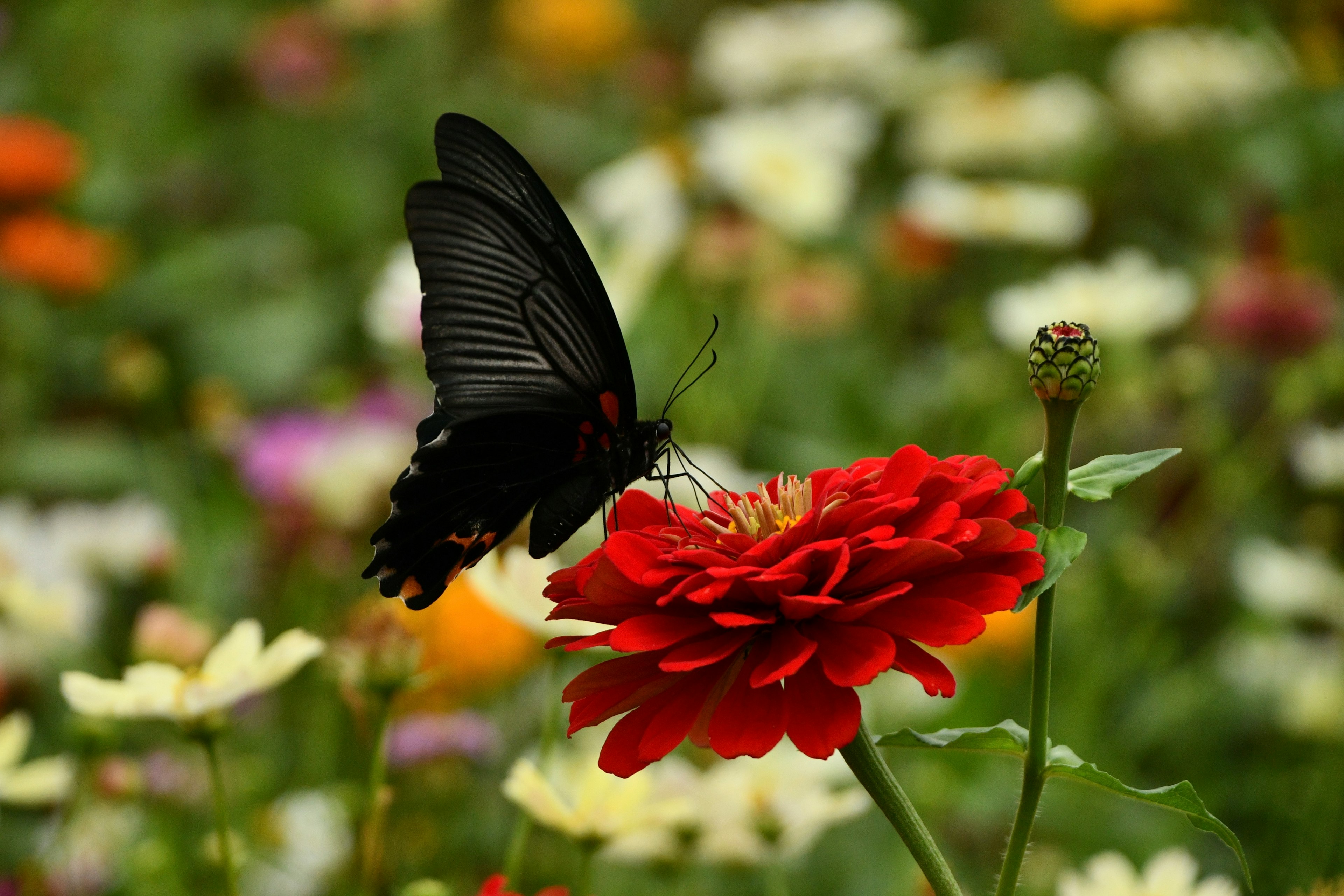 Un papillon noir posé sur une fleur rouge vibrante