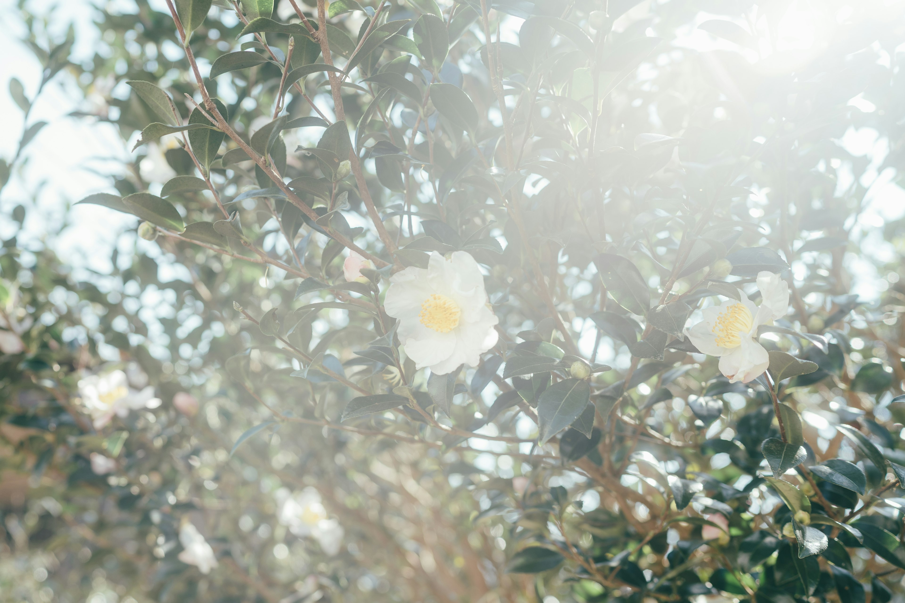 Weiße Blumen blühen an einem grünen Baum mit Sonnenlicht