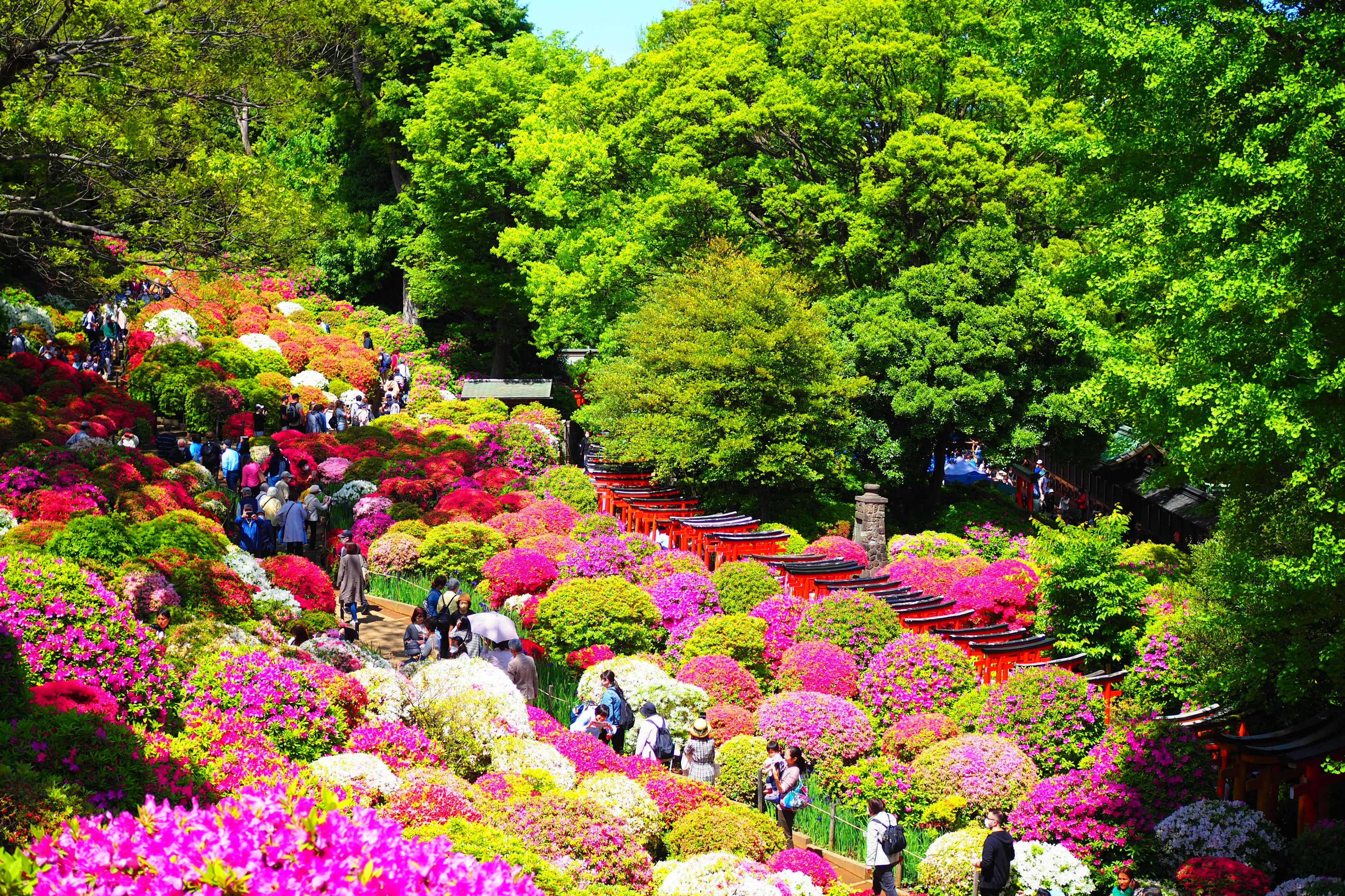 A vibrant garden filled with blooming flowers and people strolling through