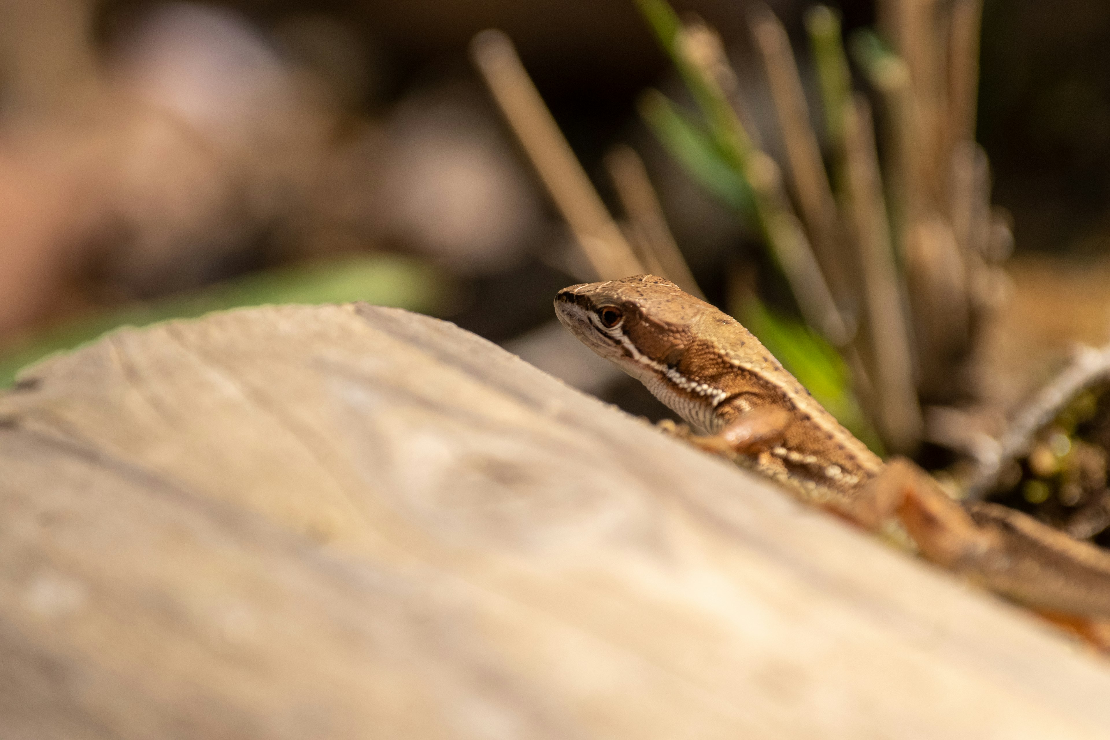 A small brown frog perched on a wooden surface