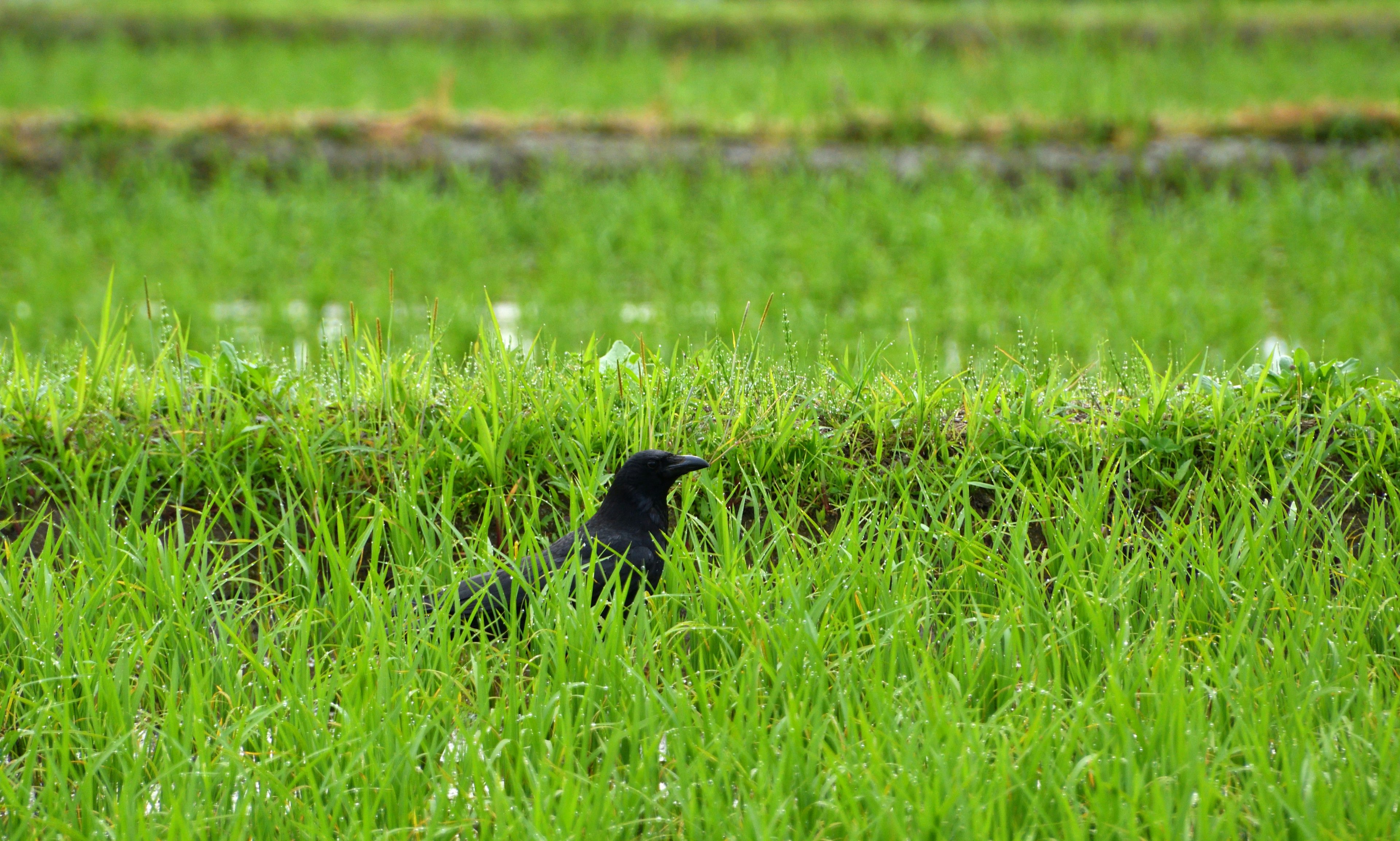 Ein schwarzer Vogel in einem grünen Reisfeld