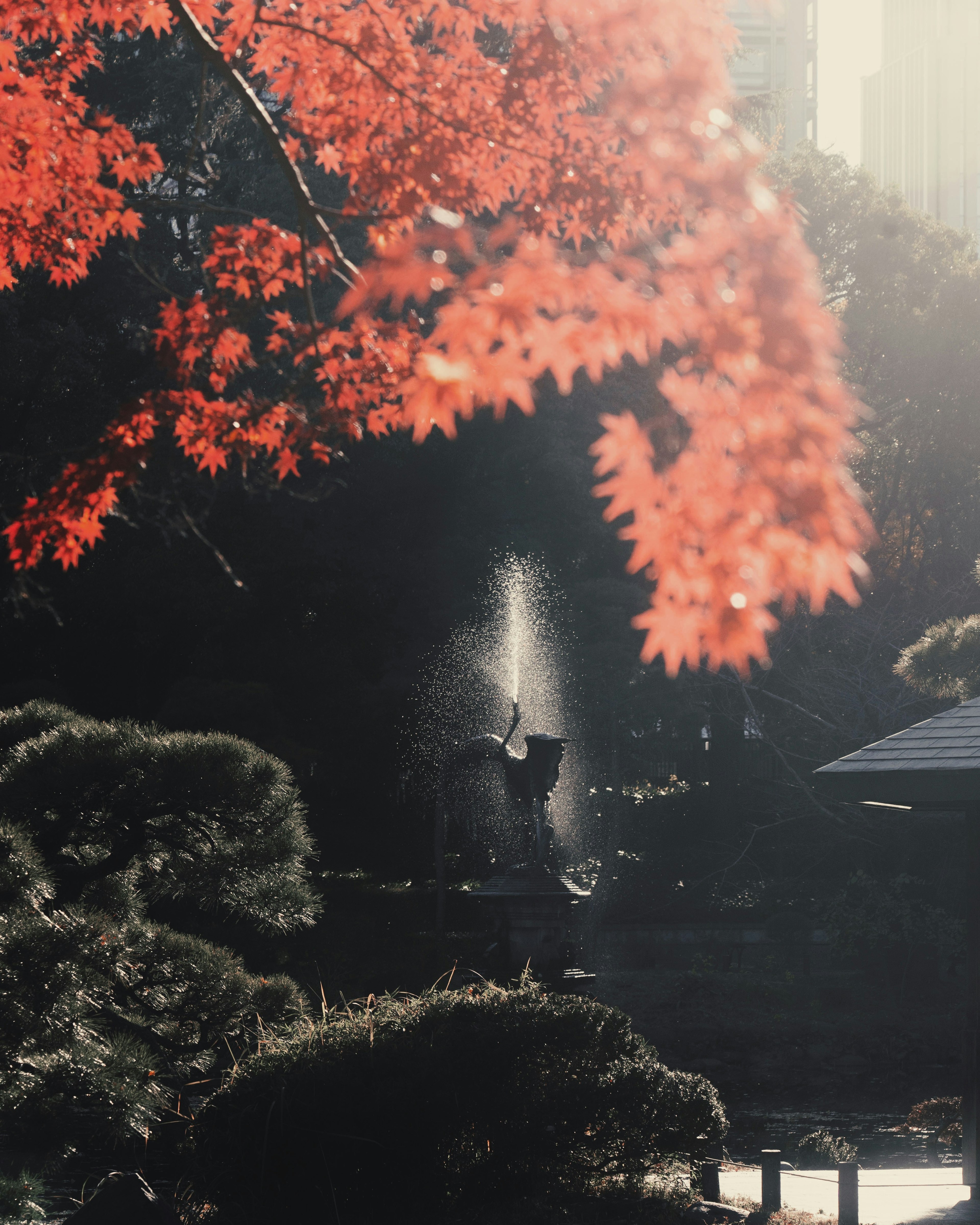 赤い紅葉が映える公園の水の噴水