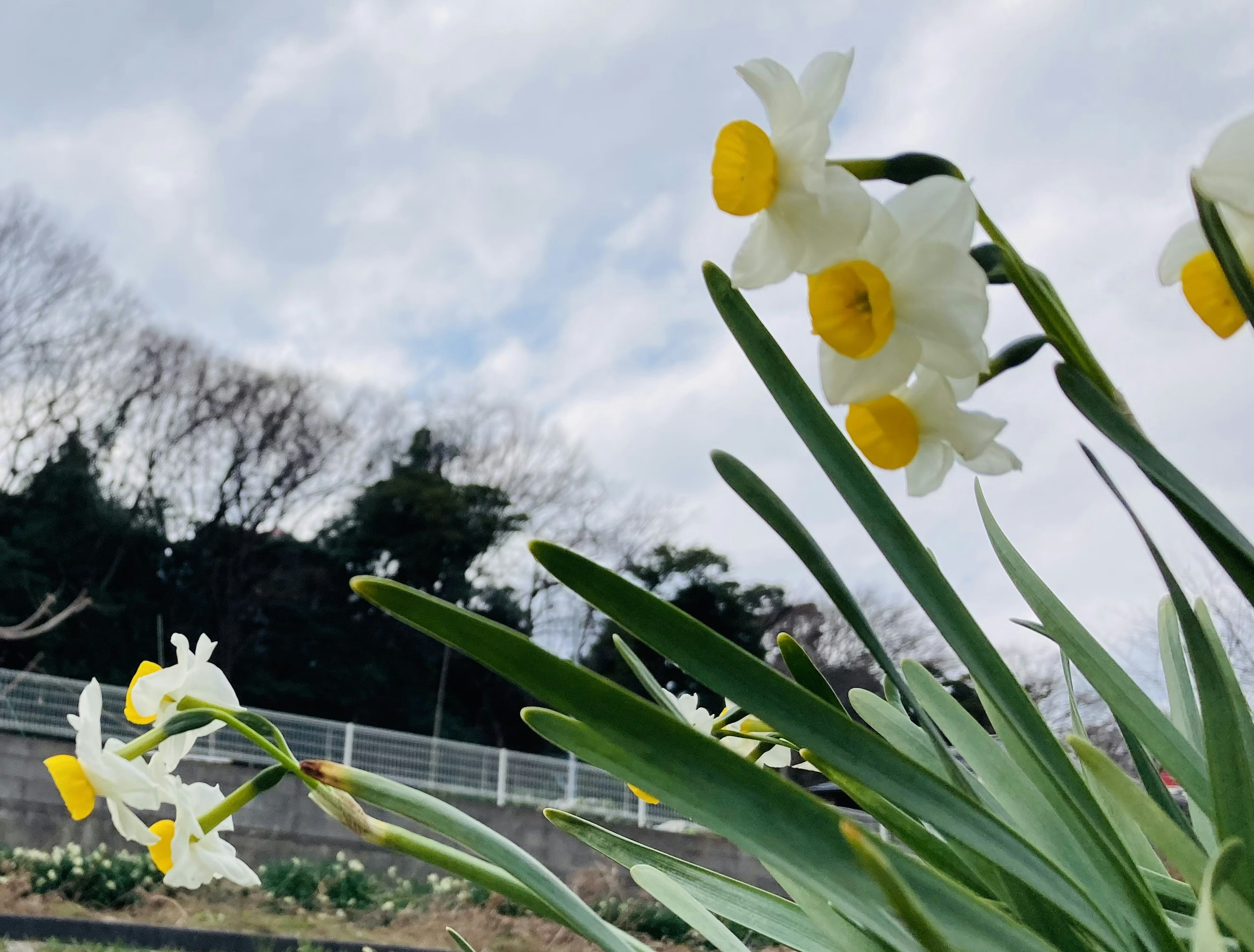 Cluster of white daffodils with yellow centers against a cloudy sky