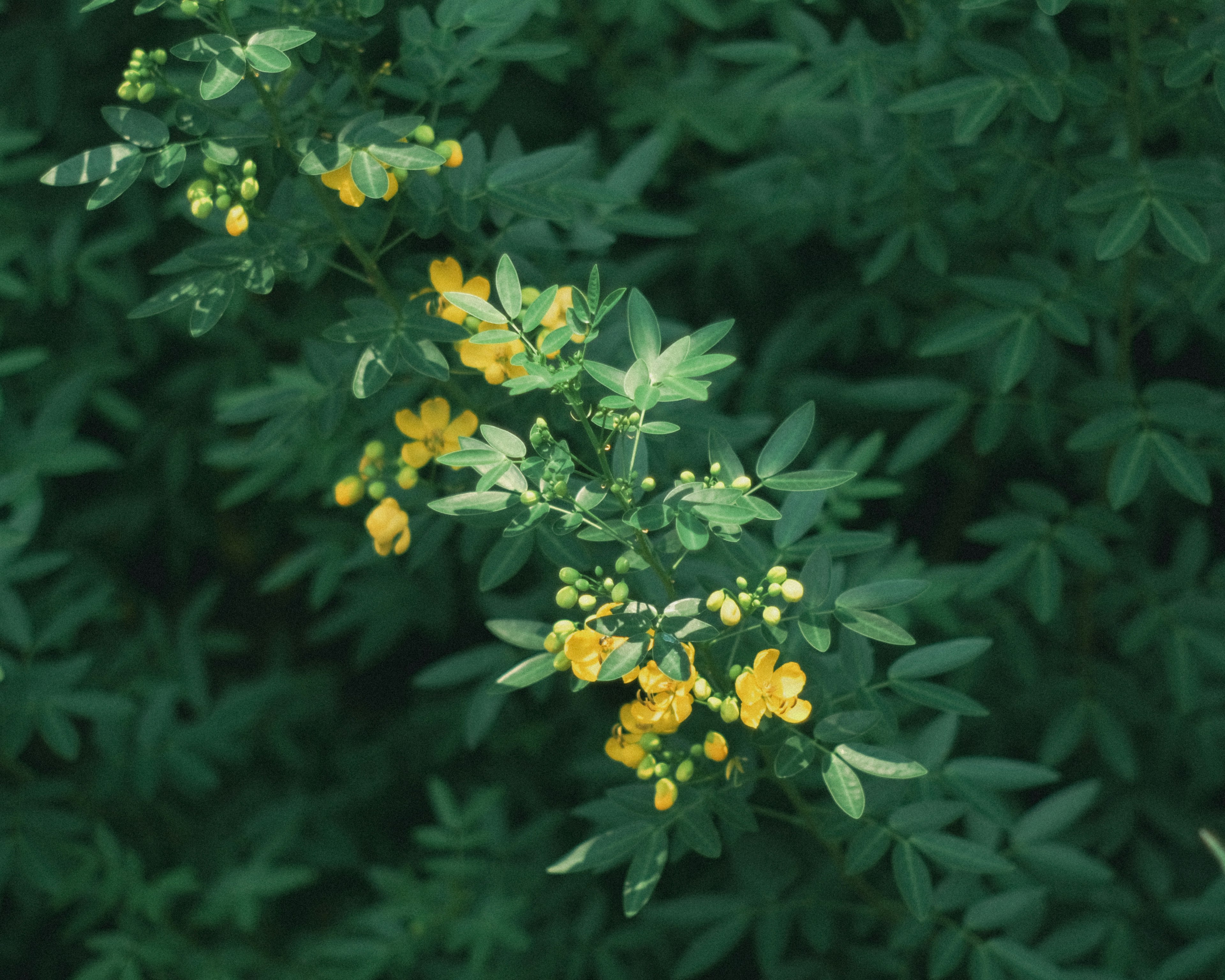 Zweig mit gelben Blumen zwischen grünen Blättern