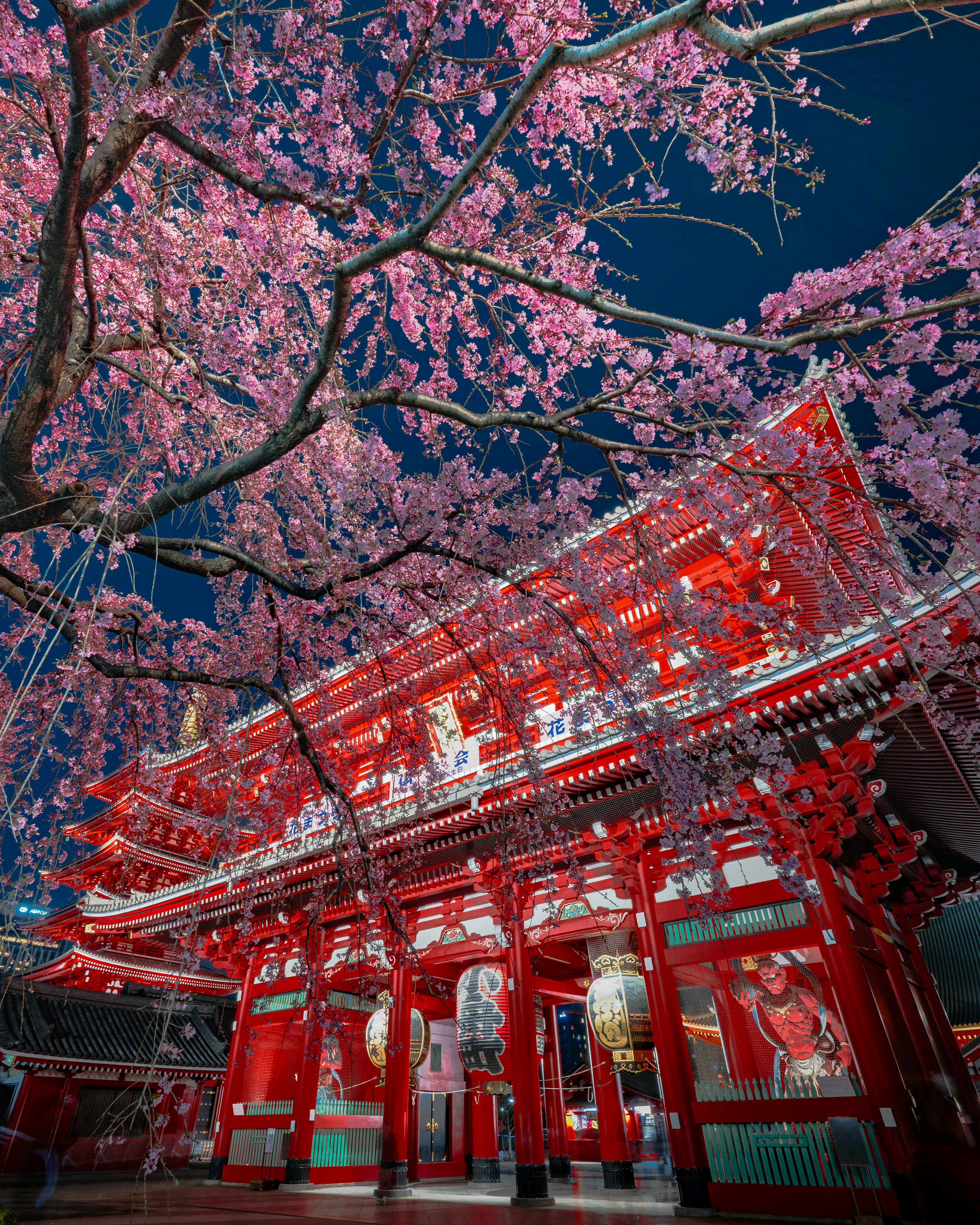 夜晚紅色寺廟與櫻花的美麗景象