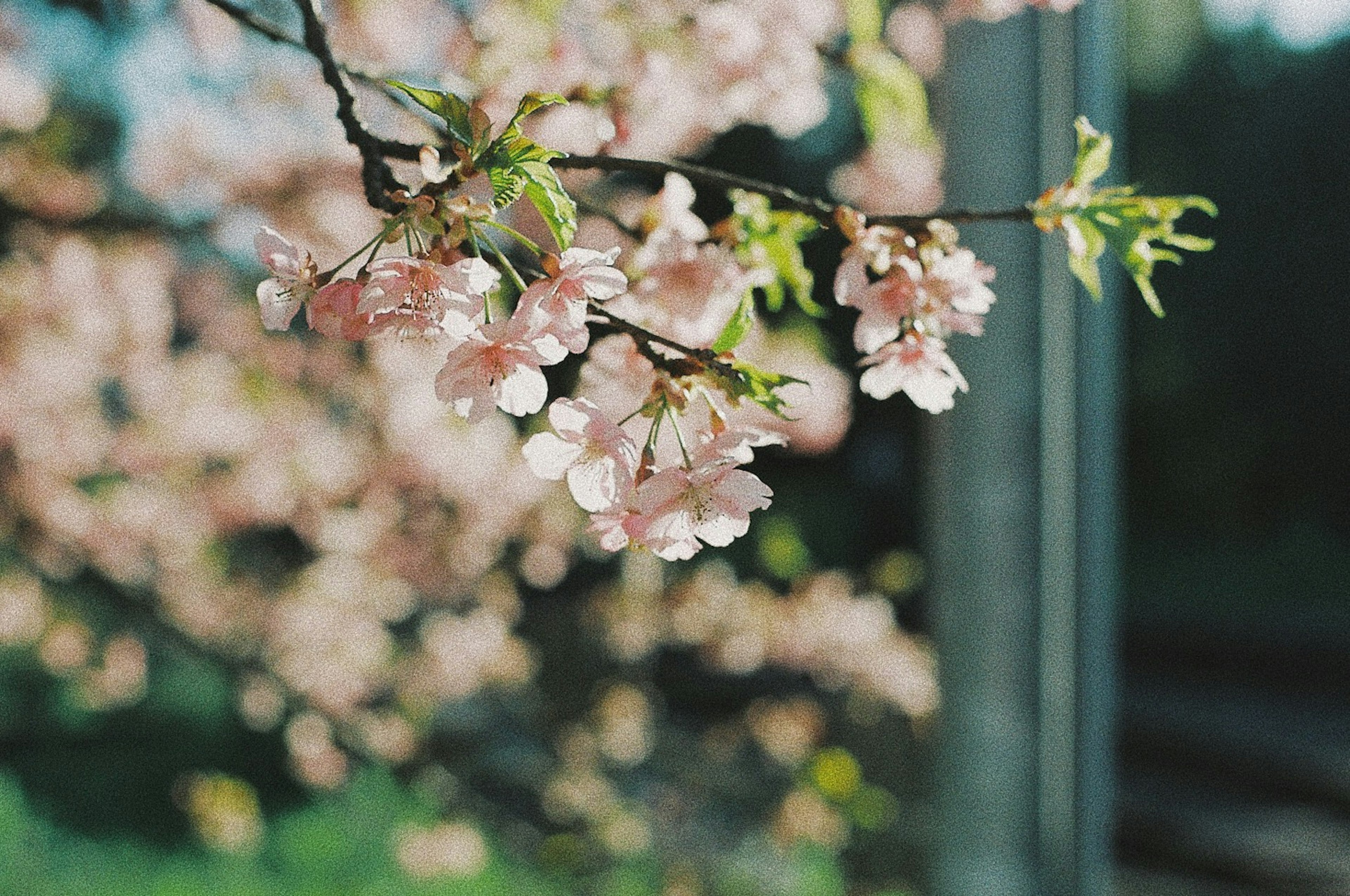 桜の花が咲いている枝のクローズアップ背景にぼかされた桜の木