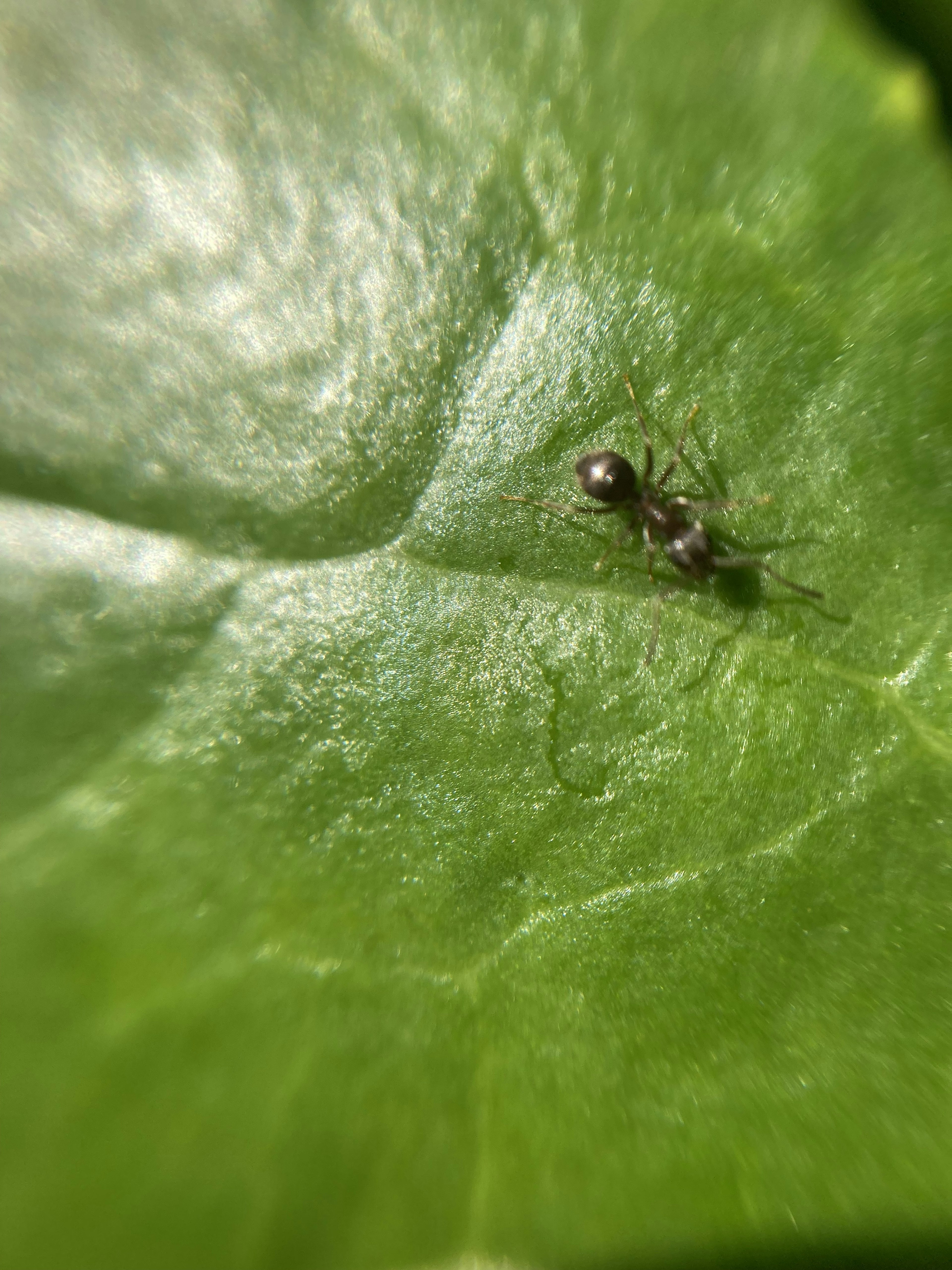 Close-up of a black ant on a green leaf