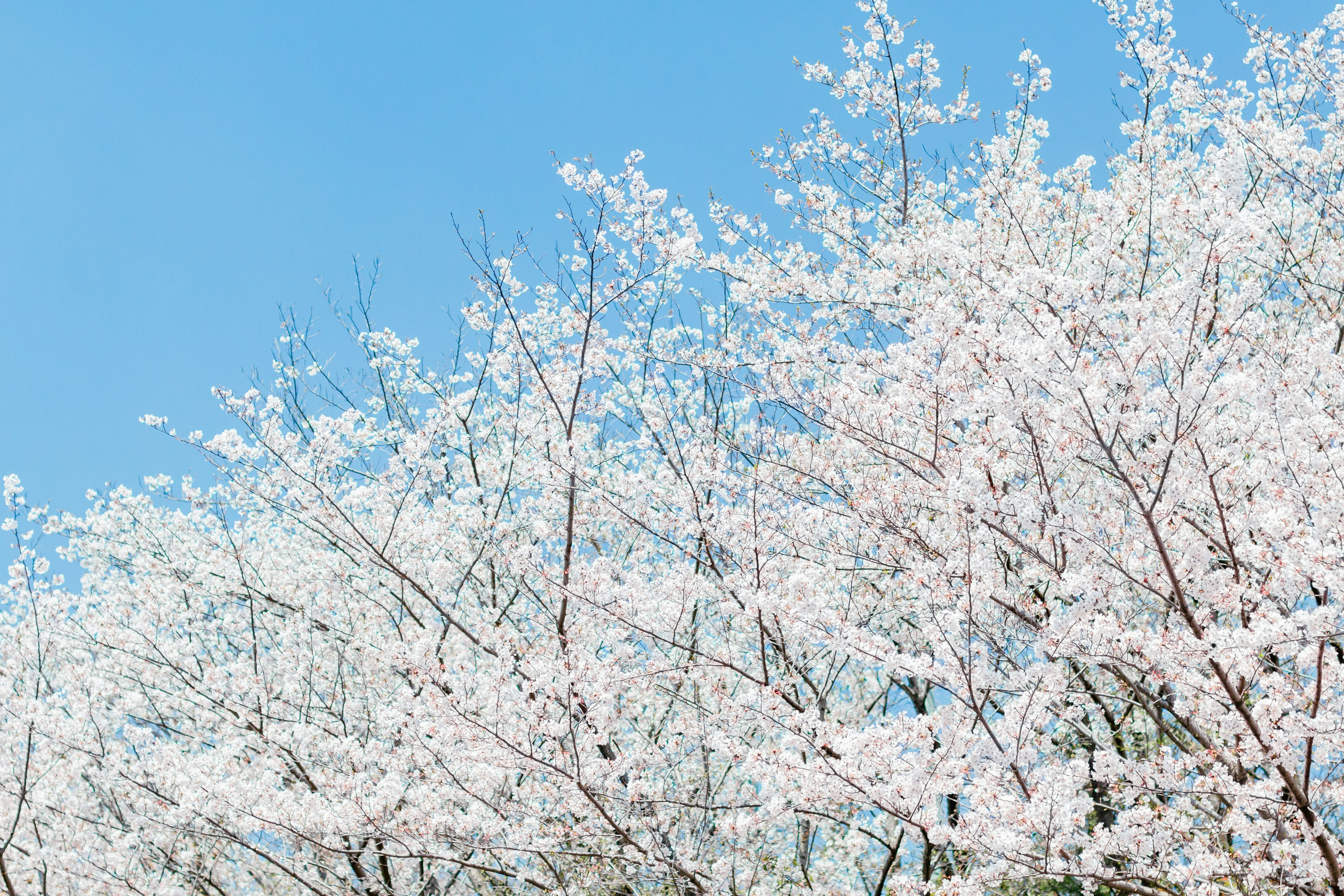 青空の下に咲く桜の花が満開の風景