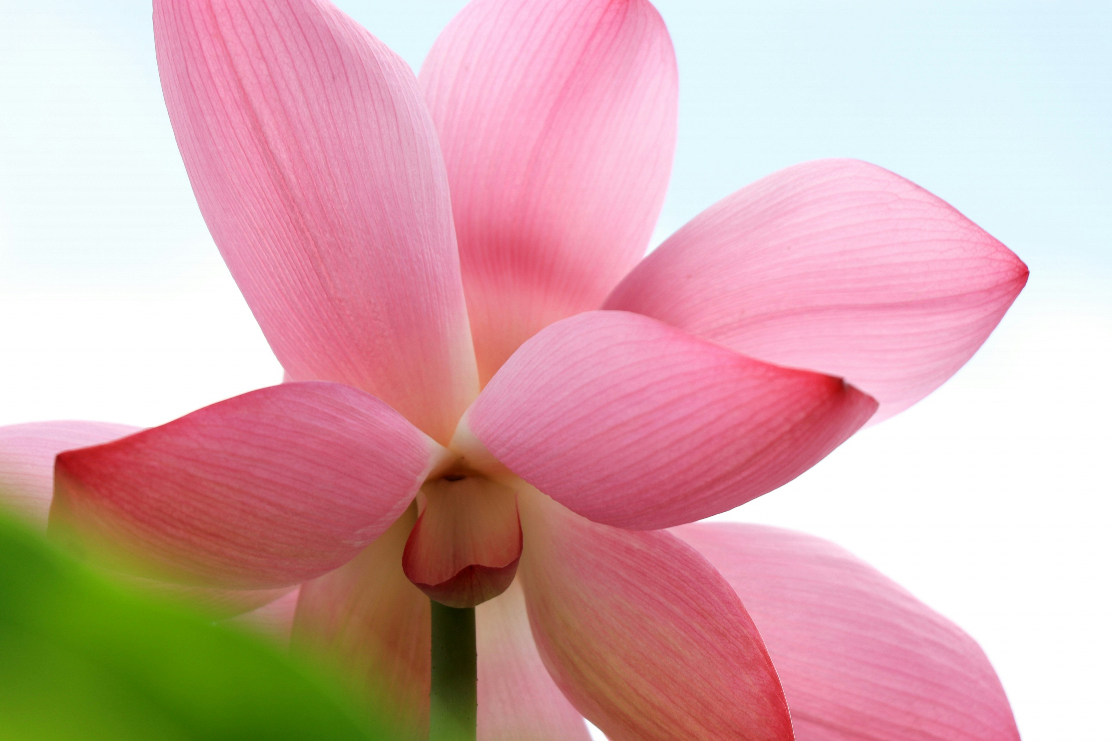 Hermosa flor de loto rosa contra un fondo de cielo azul