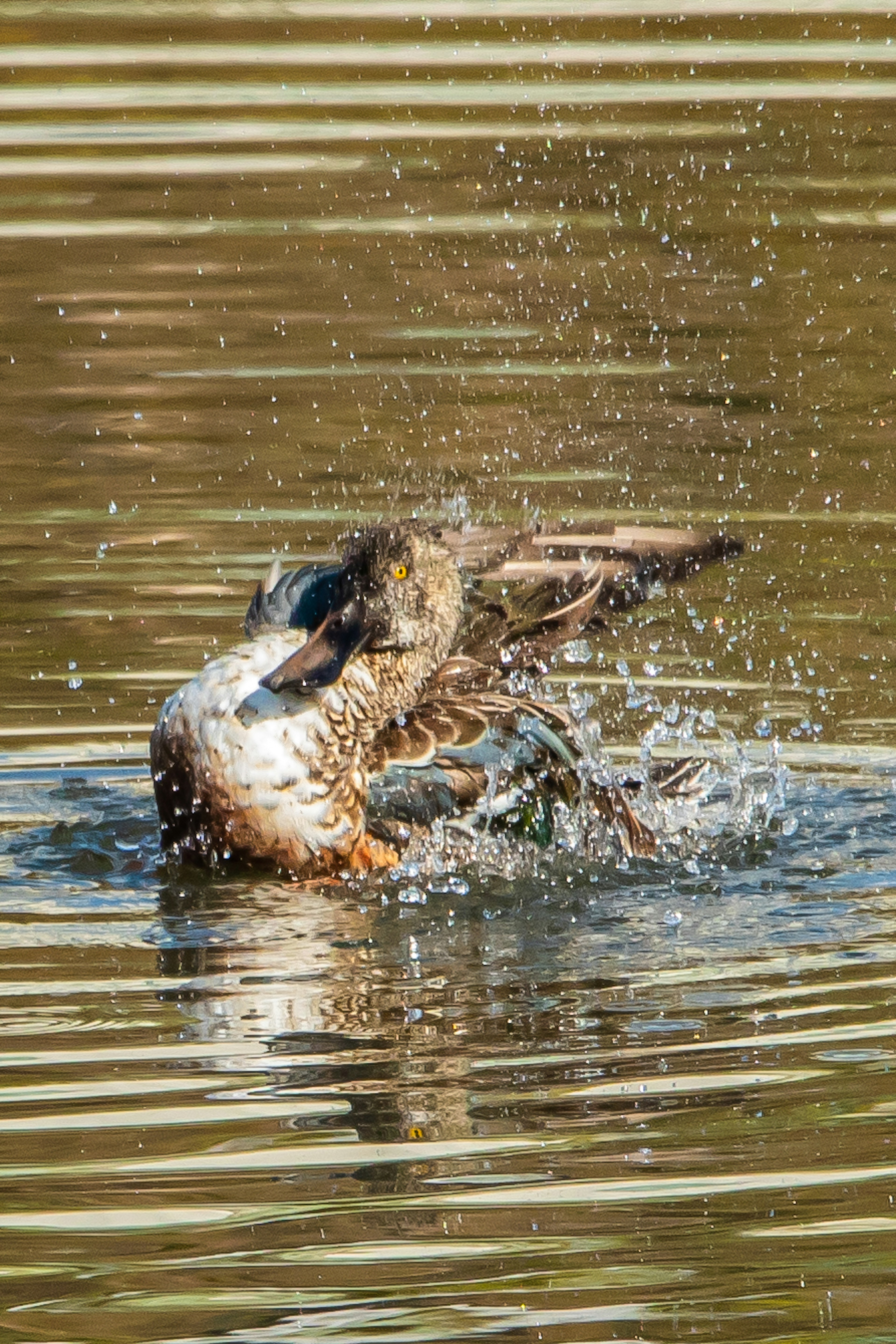 Ente spritzt im Wasser während sie einen Fisch fängt