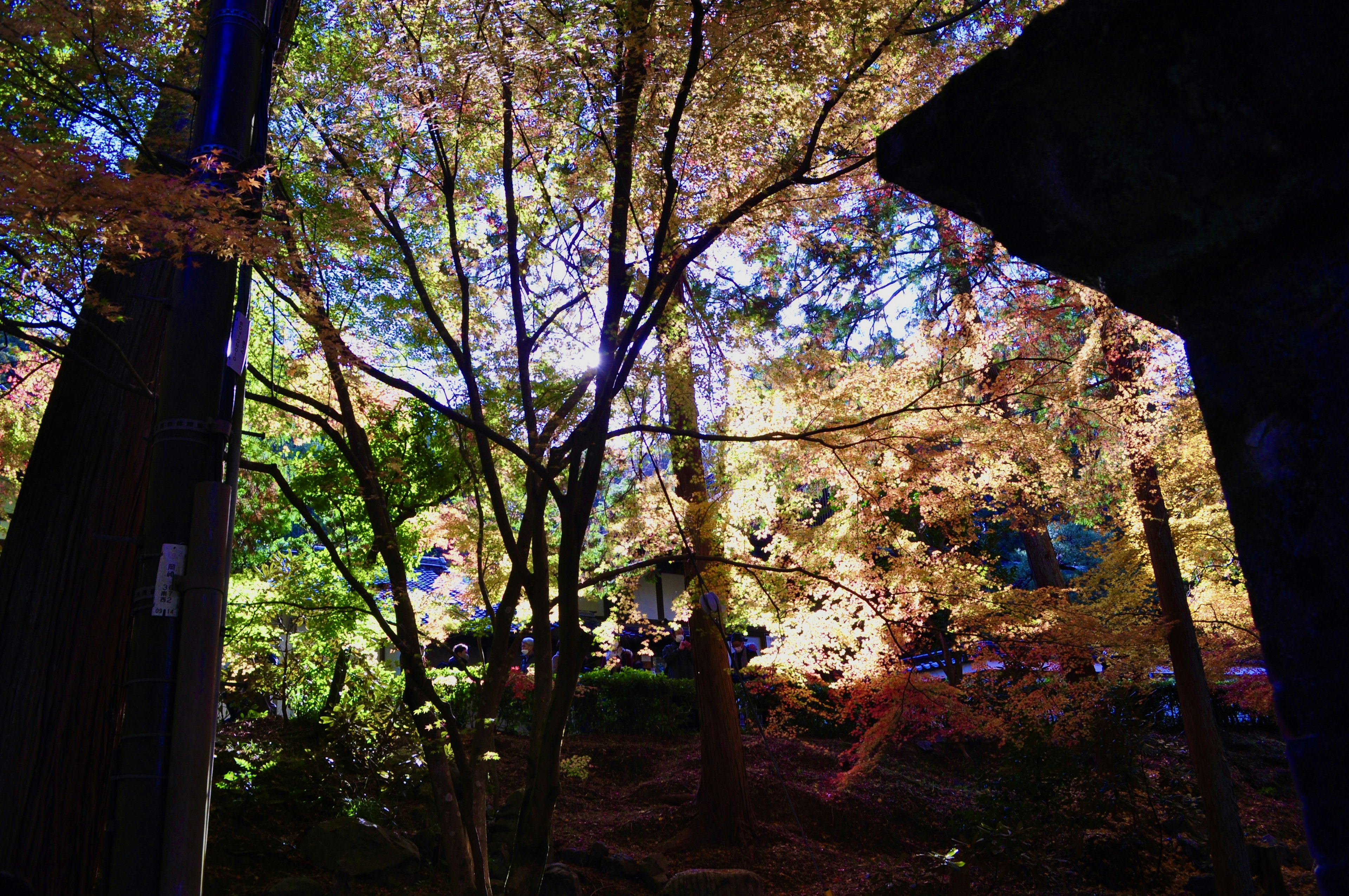 Forest landscape with colorful foliage and trees