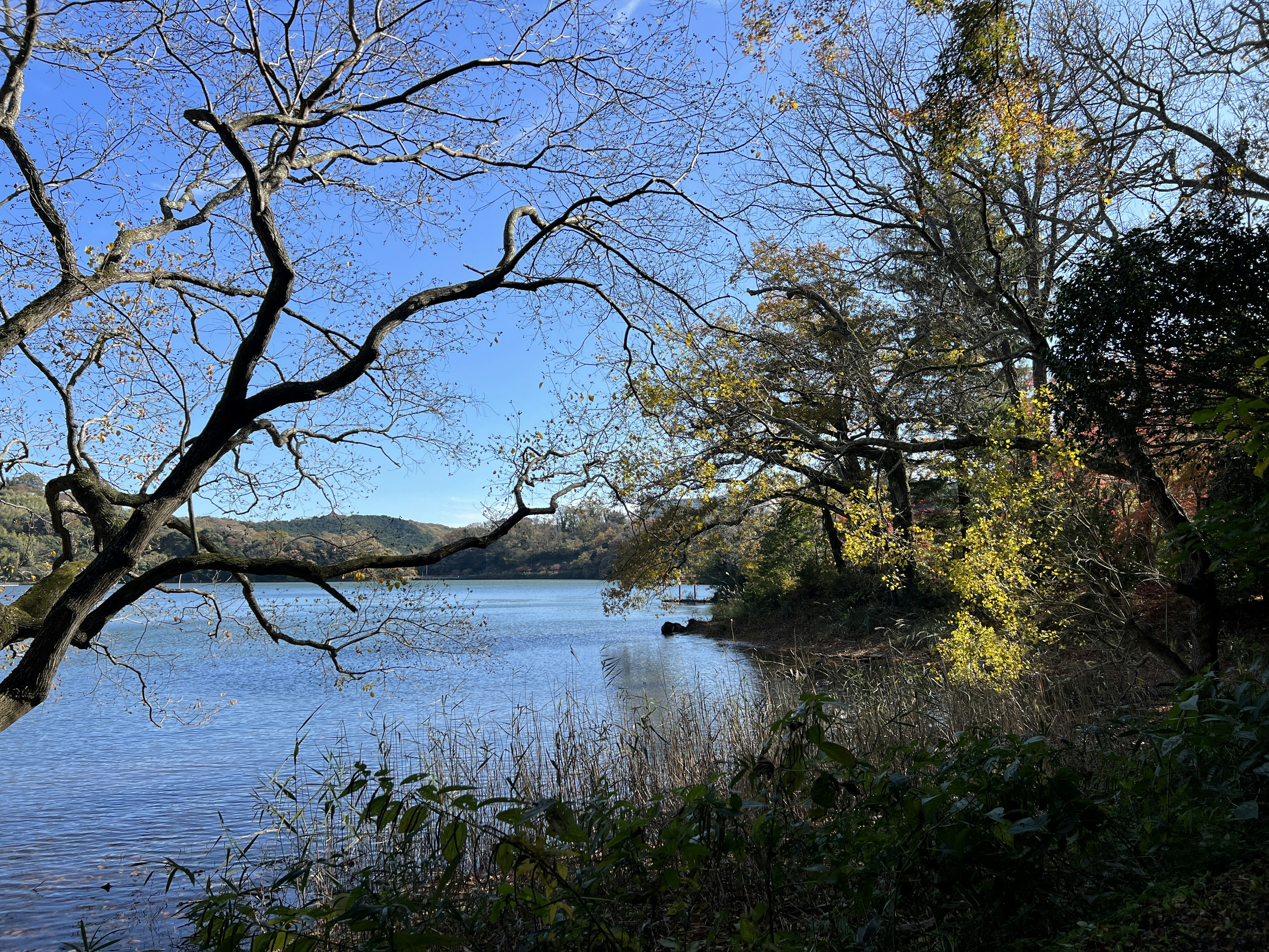 Ruhige Seesicht mit Herbstbäumen am Ufer