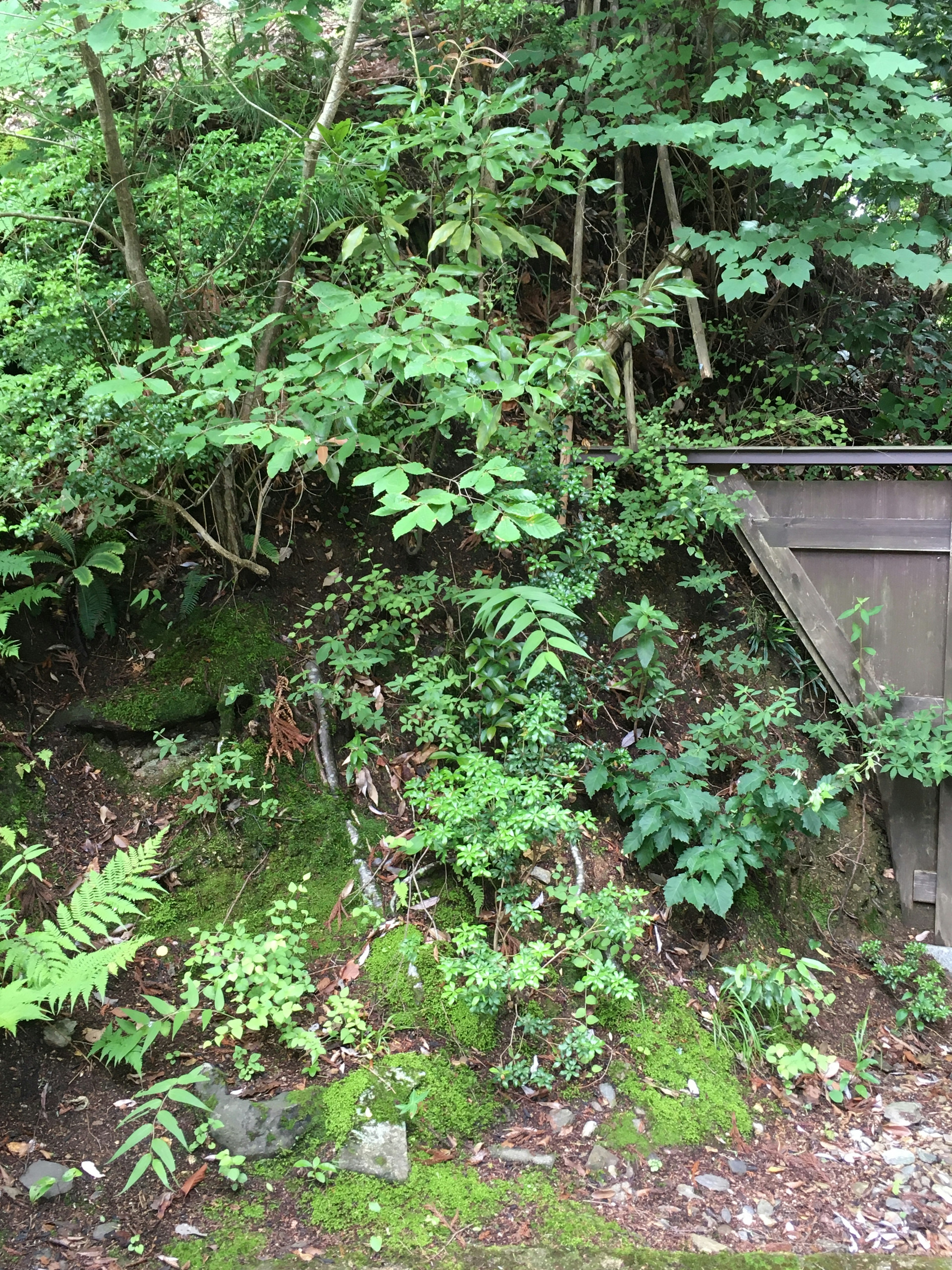 Lush green plants and moss-covered soil in a natural setting