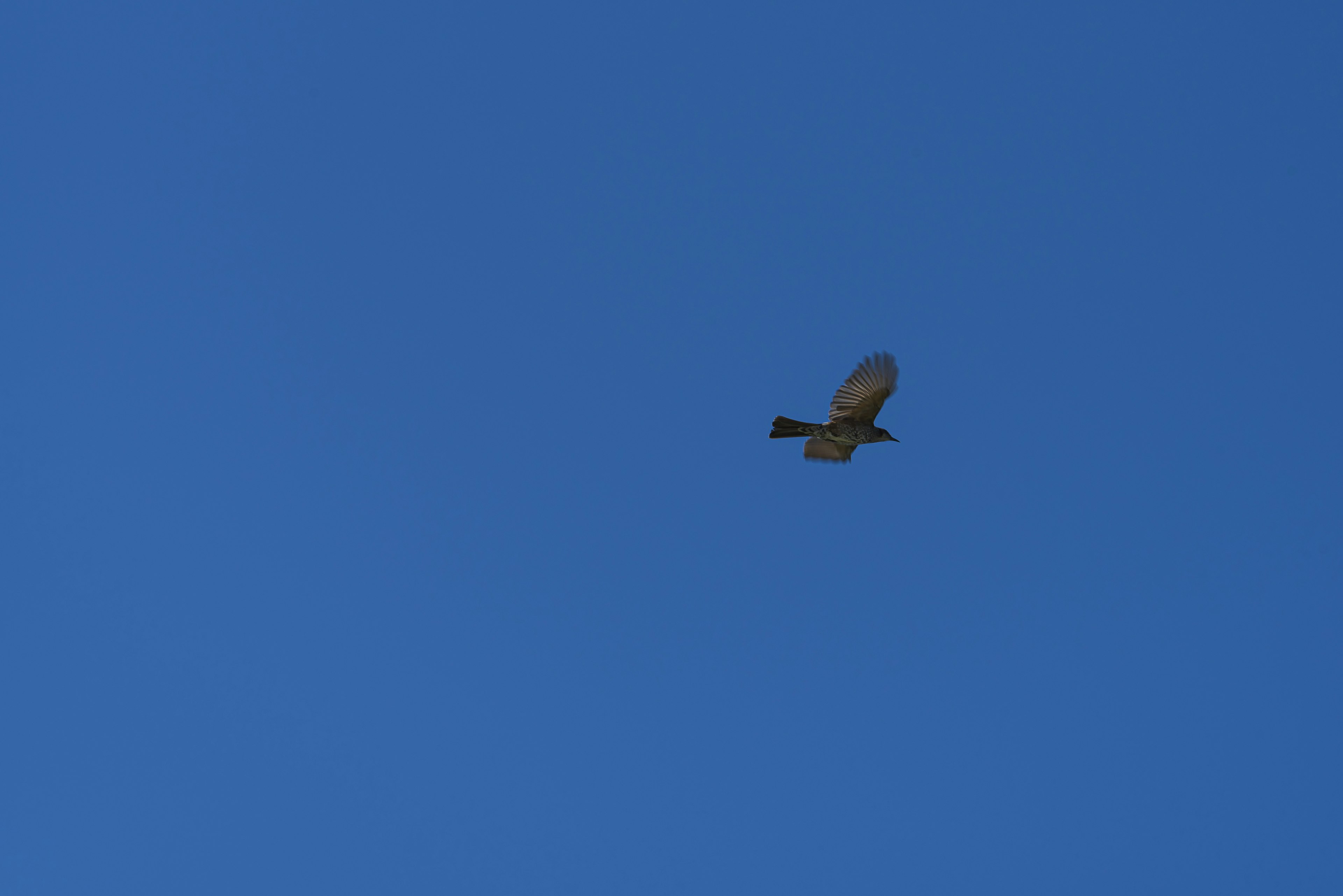 Small drone flying in the blue sky