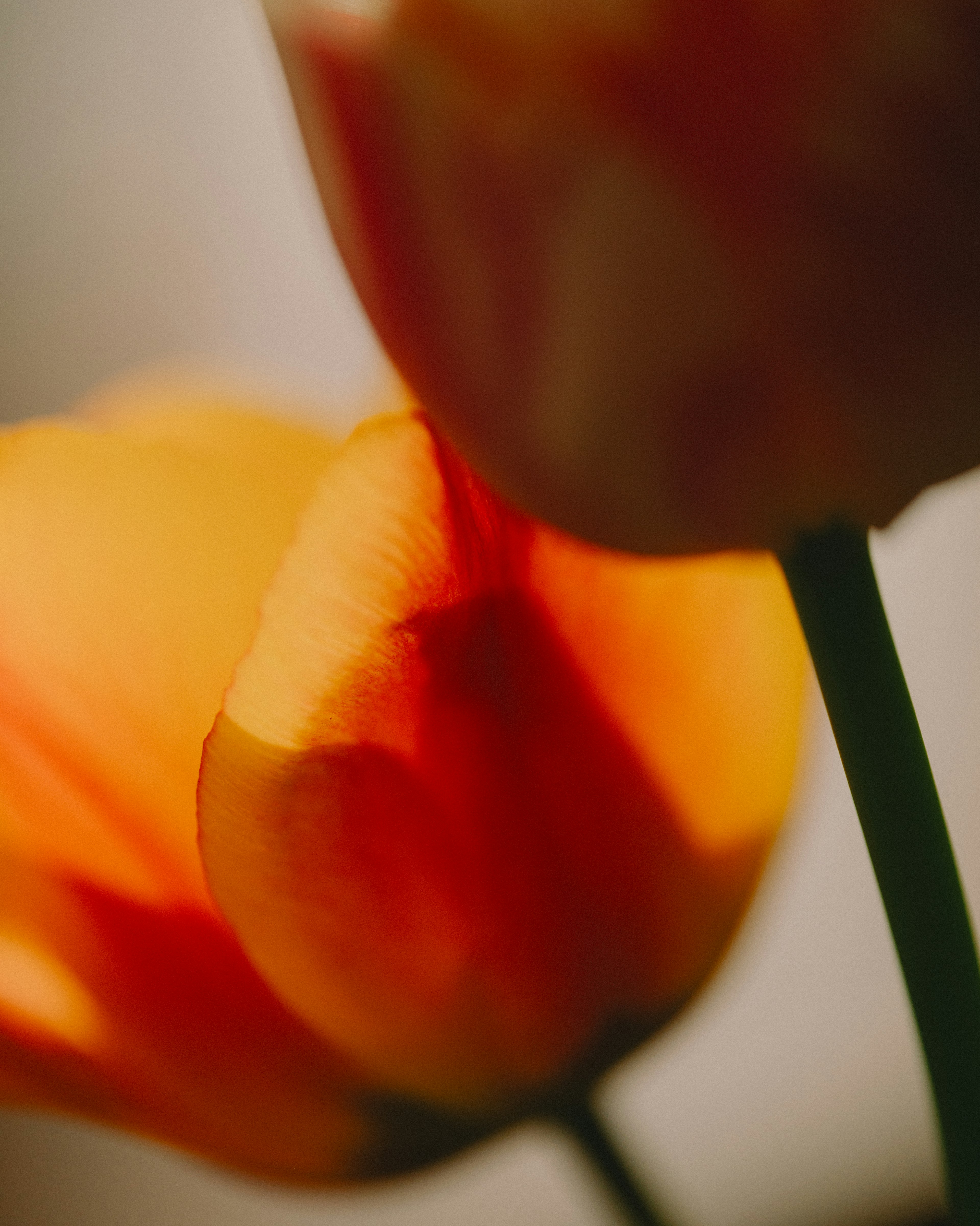 Nahaufnahme von orangefarbenen Tulpenblüten mit Betonung der Blütenblattdetails im sanften Licht