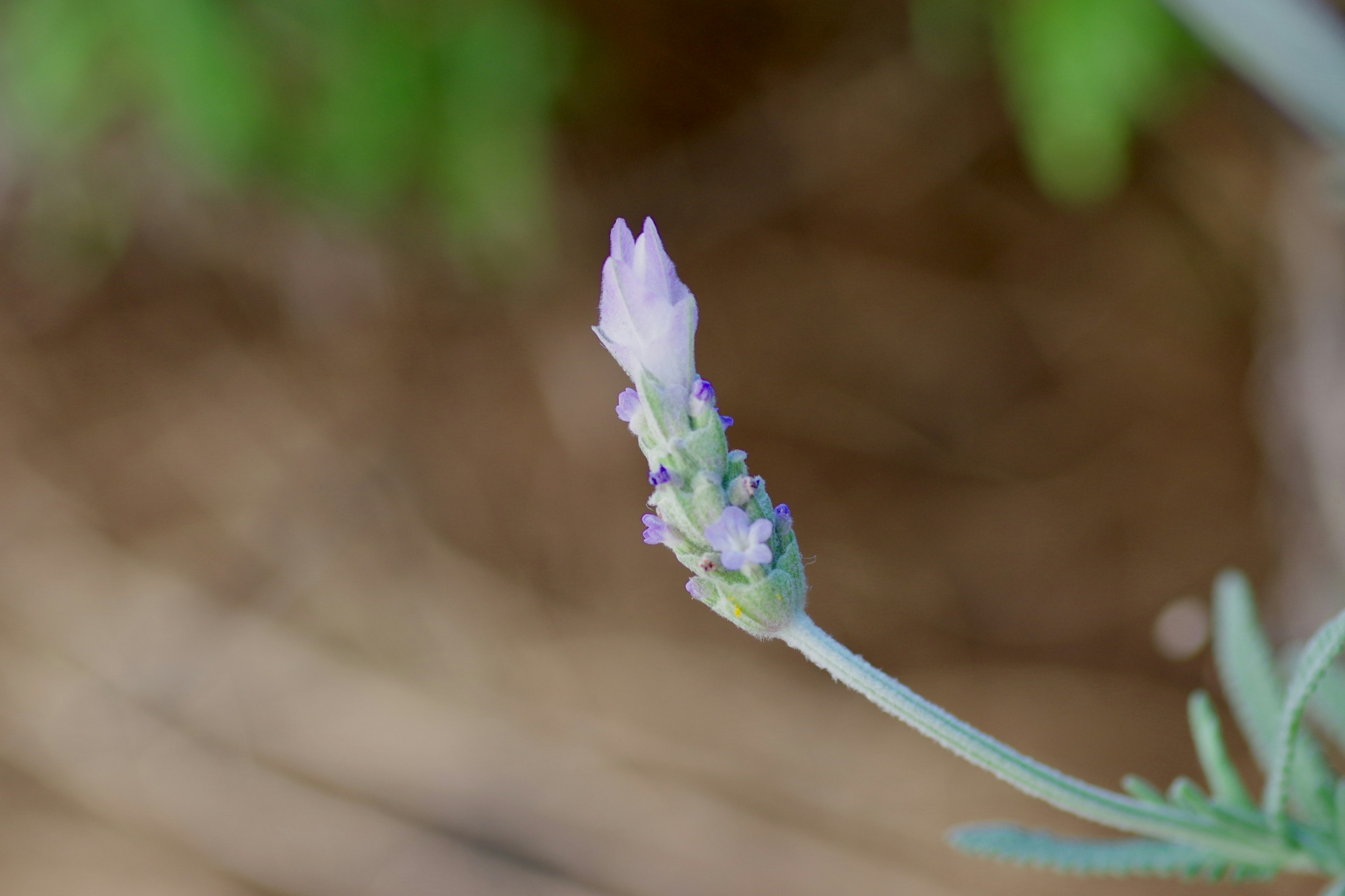 Brote de lavanda contra un fondo verde difuso