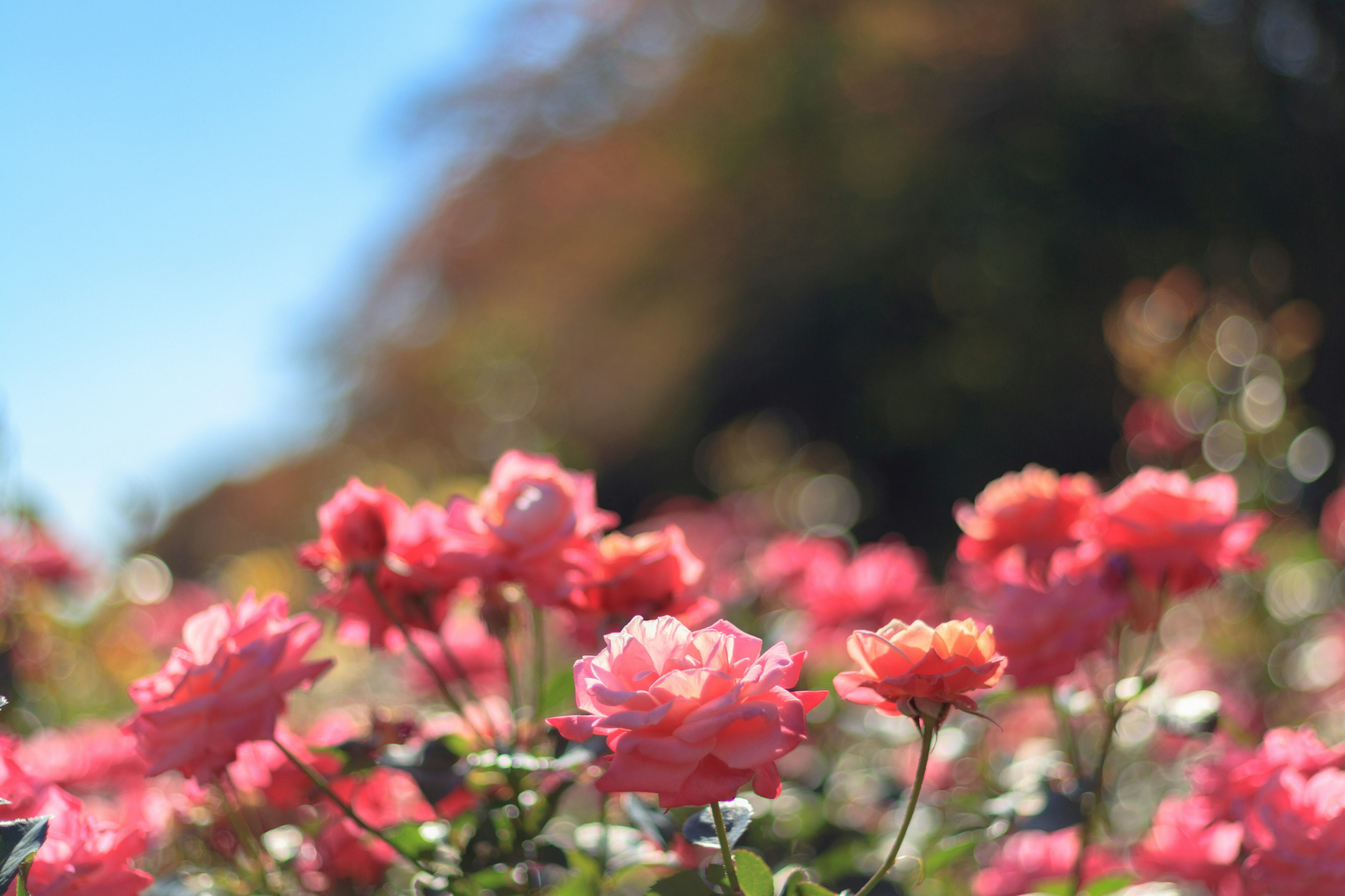 Verschwommene rosa Blumen blühen unter einem blauen Himmel