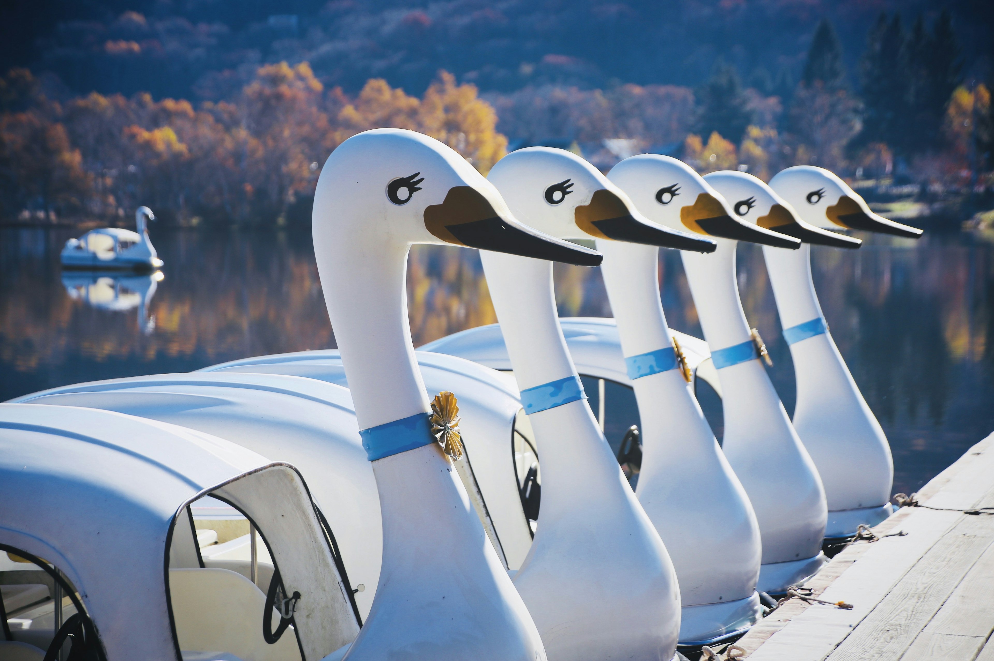 Rangée de bateaux à pédales en forme de cygne au bord du lac