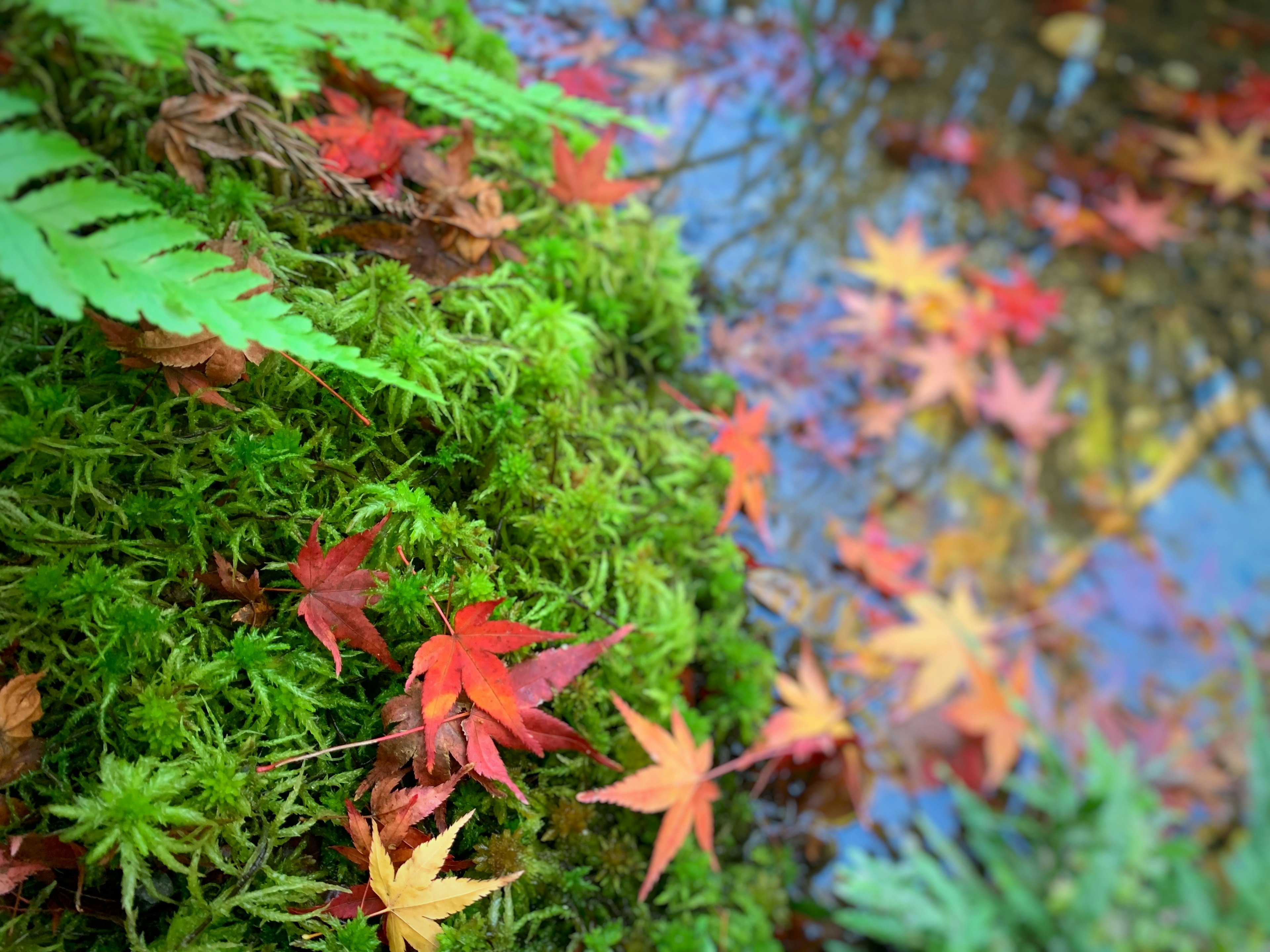 Musgo verde exuberante con hojas de otoño coloridas flotando en el agua