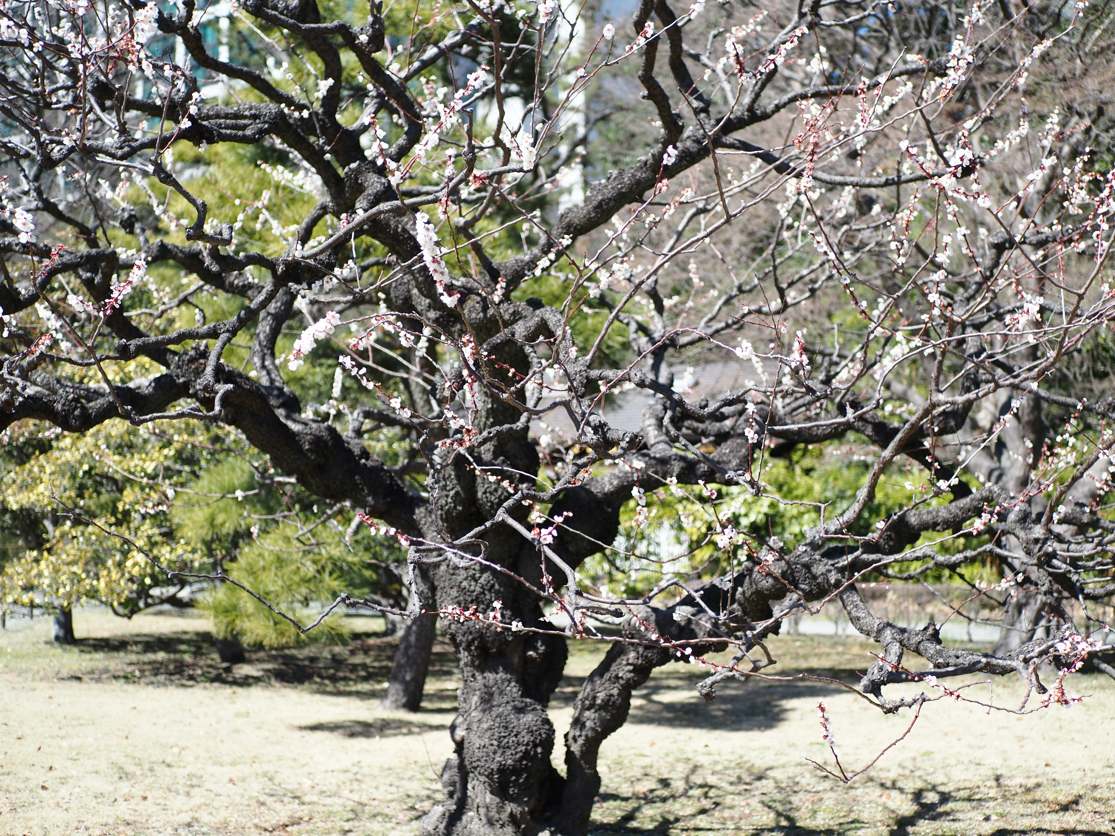 枝が広がる古い桜の木と新しい芽