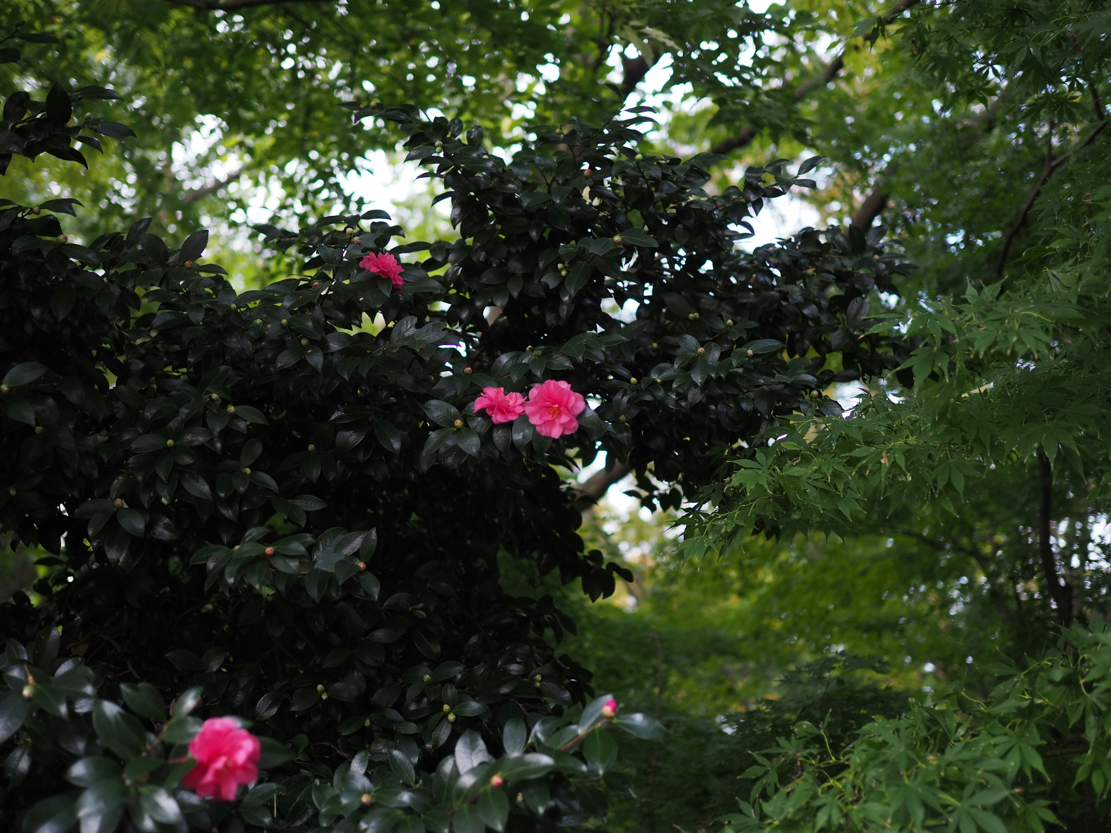 緑の葉に囲まれた鮮やかなピンクの花が咲く風景