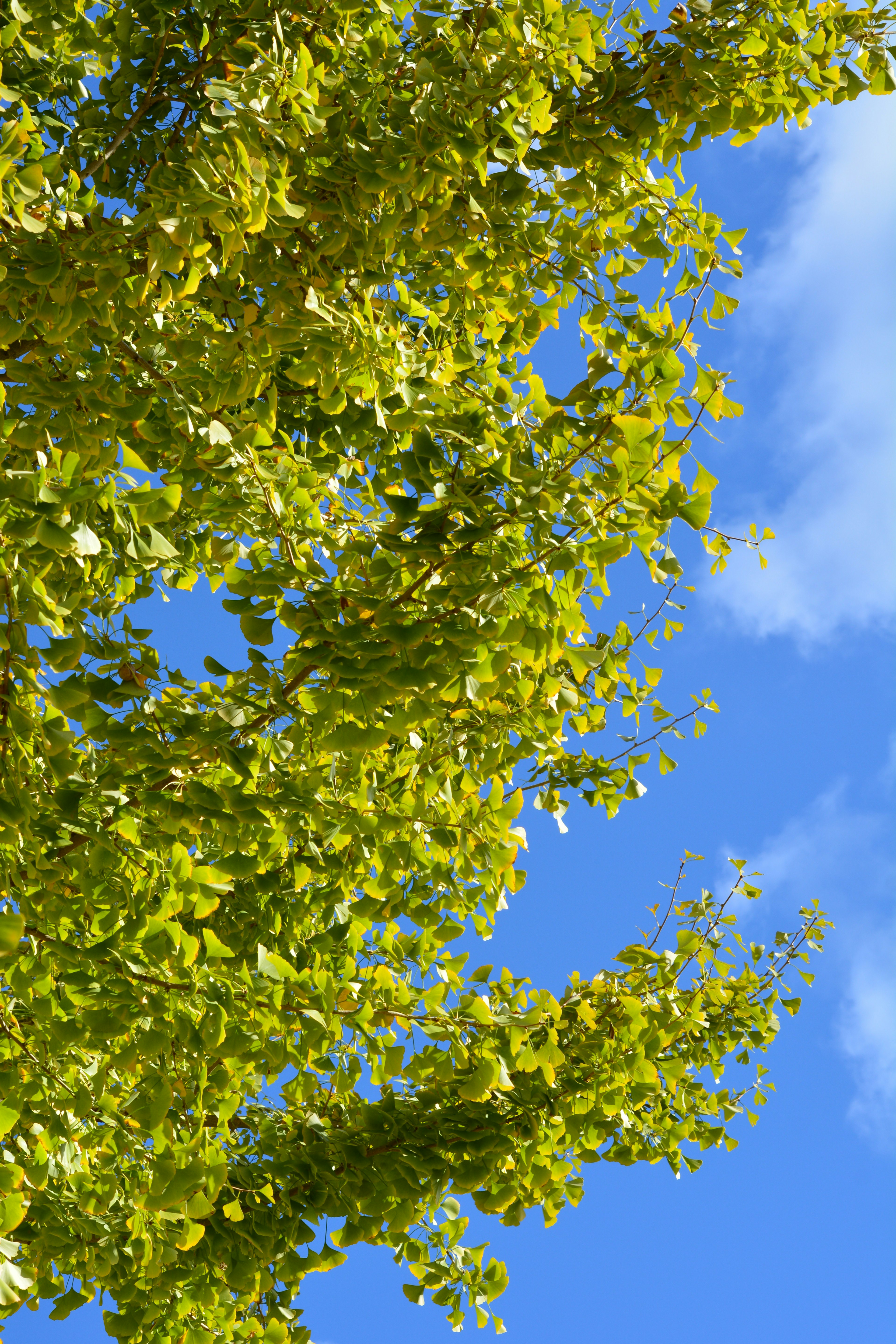 Green tree leaves against a blue sky