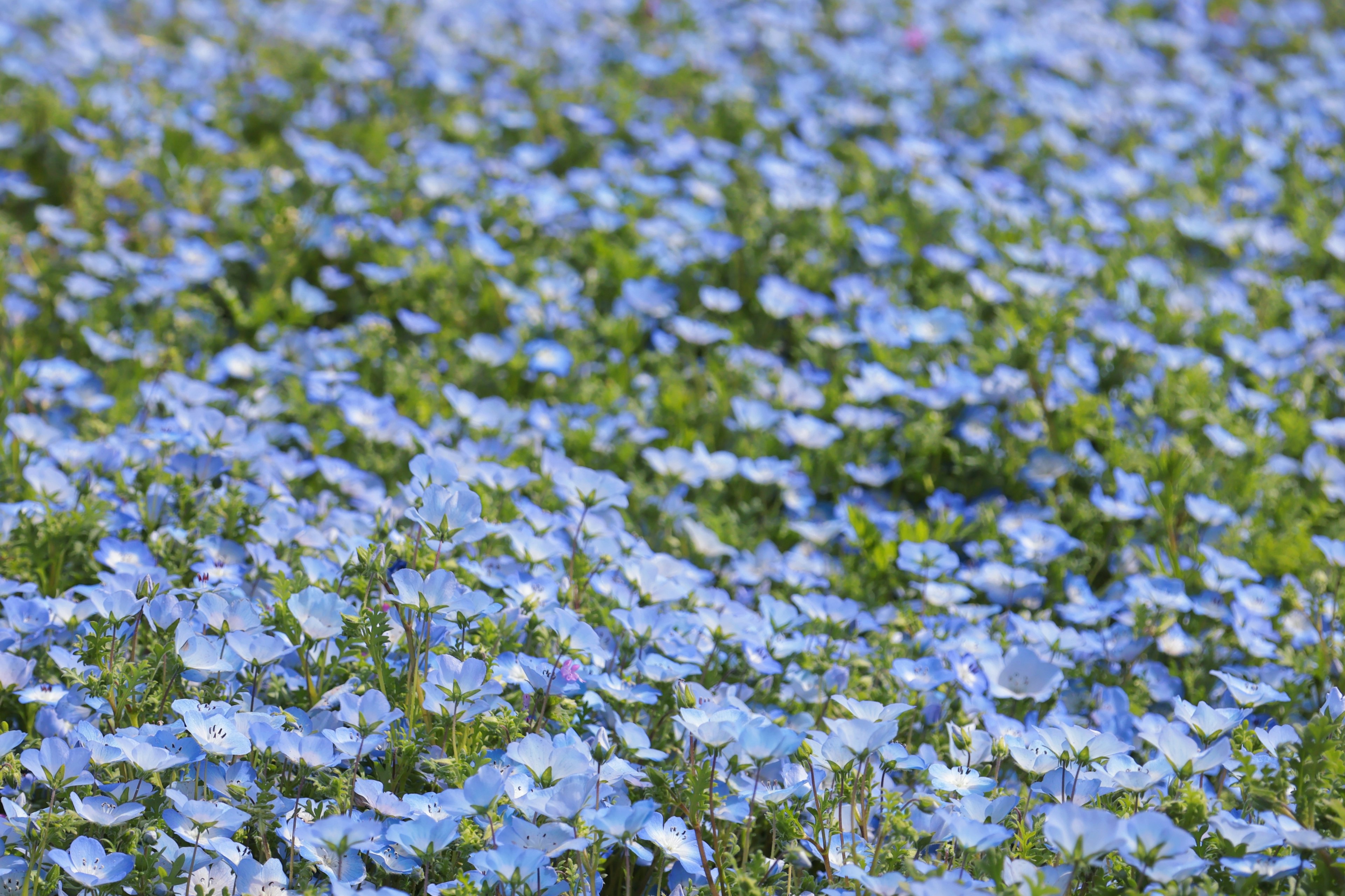 Ampio campo coperto di fiori blu in fiore