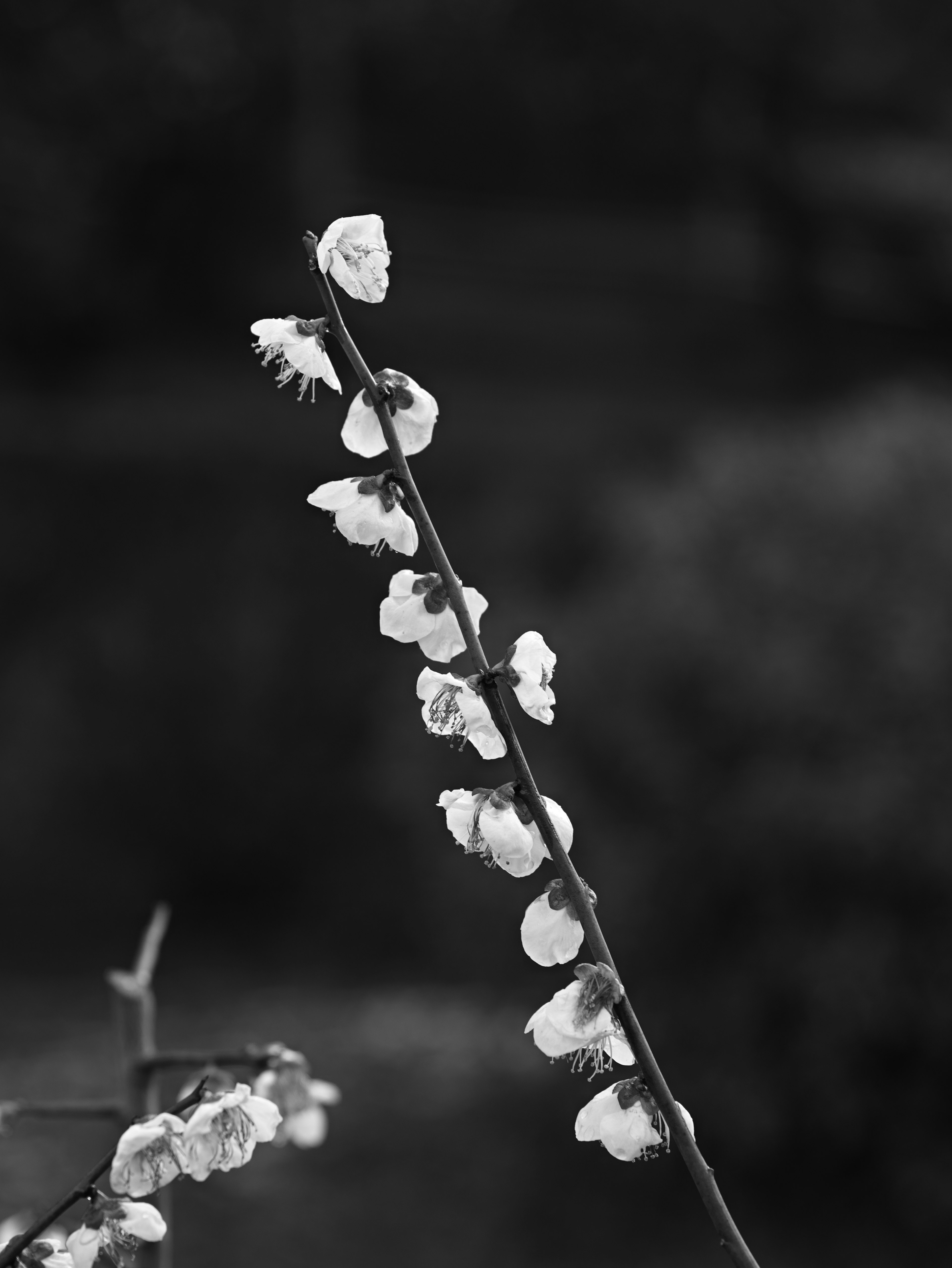 A slender flower stem with delicate blossoms against a black and white background