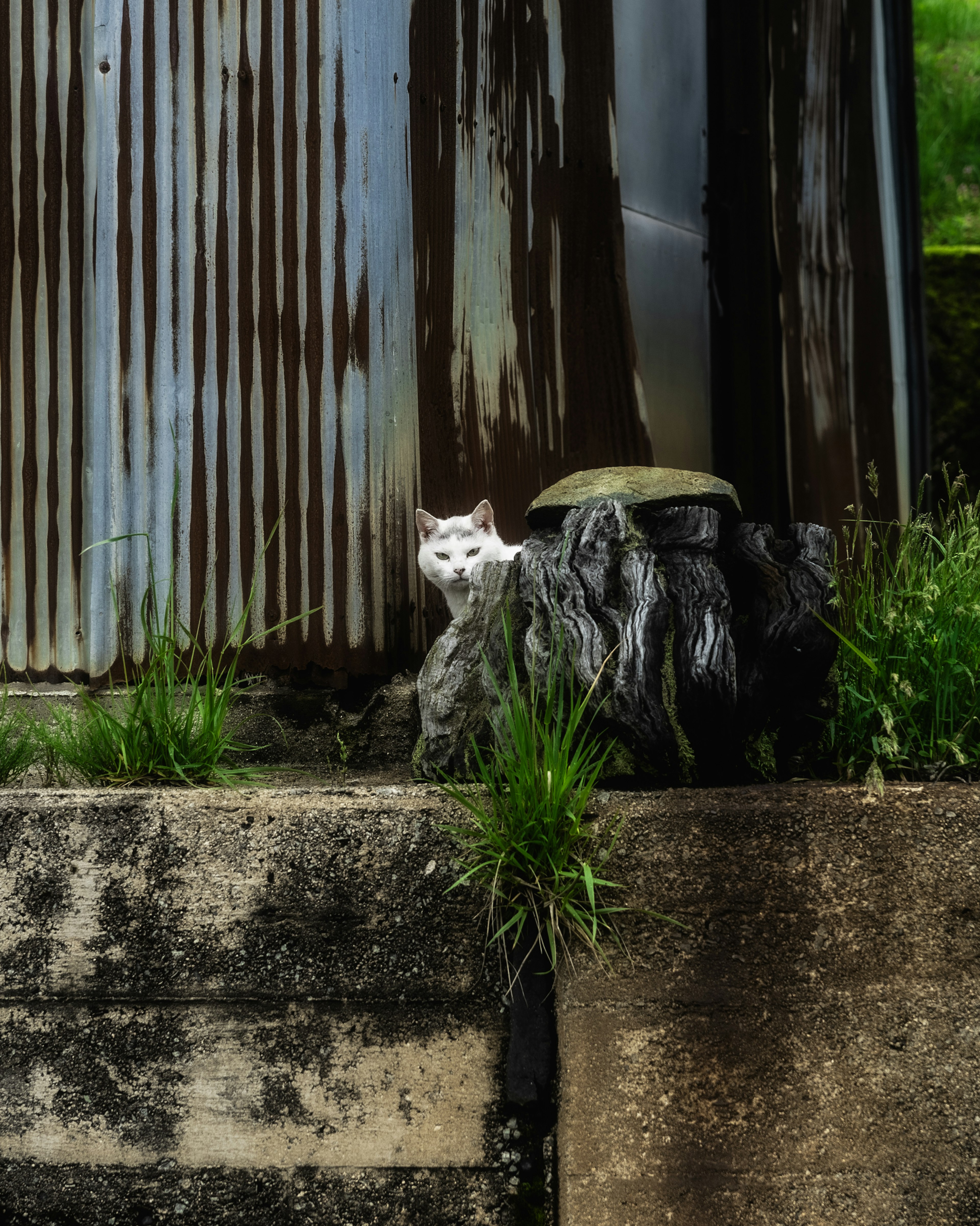 A white cat is near an old concrete wall