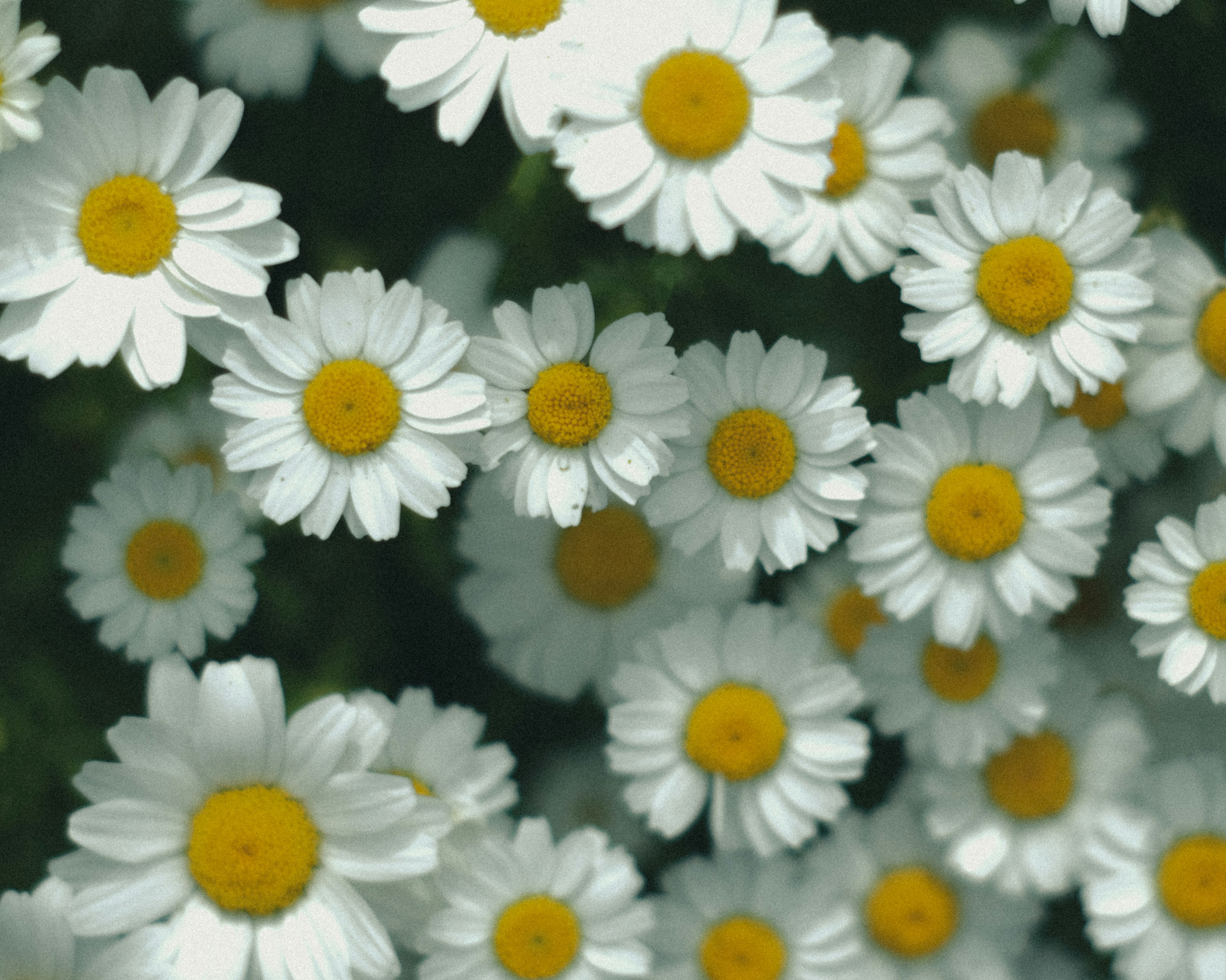 Ansammlung von weißen Blumen mit gelben Zentren