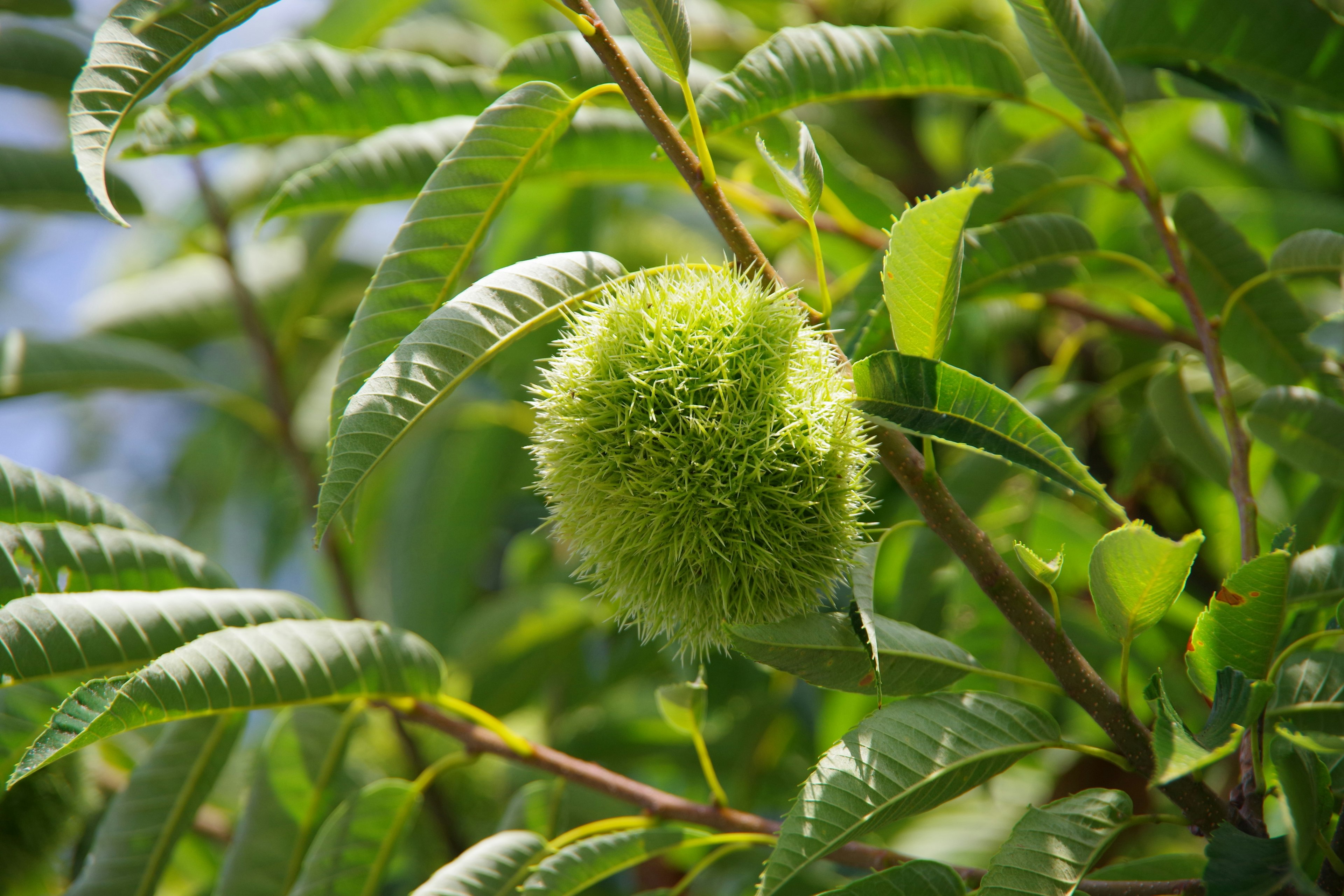 Una fruta verde espinosa entre las hojas de un árbol