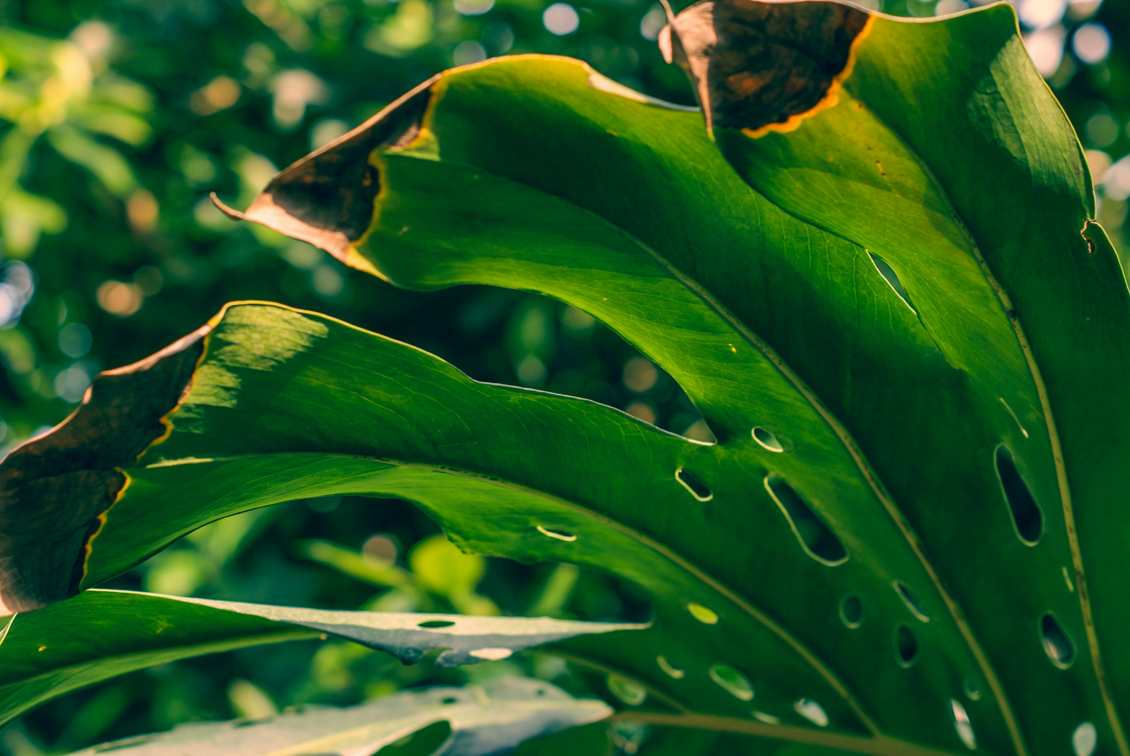 Primer plano de una hoja verde con bordes marrones y agujeros