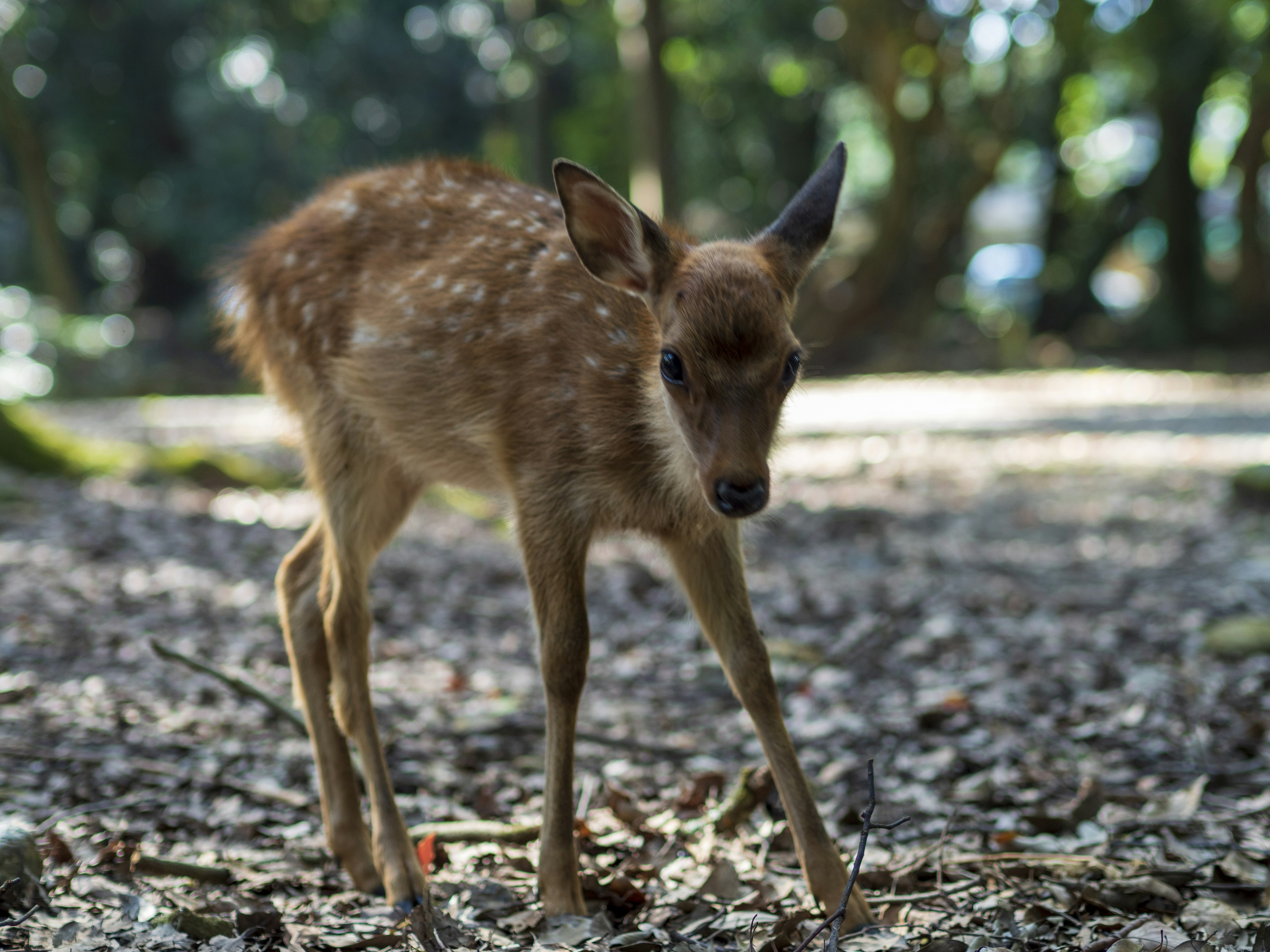 A small fawn walking in a forest