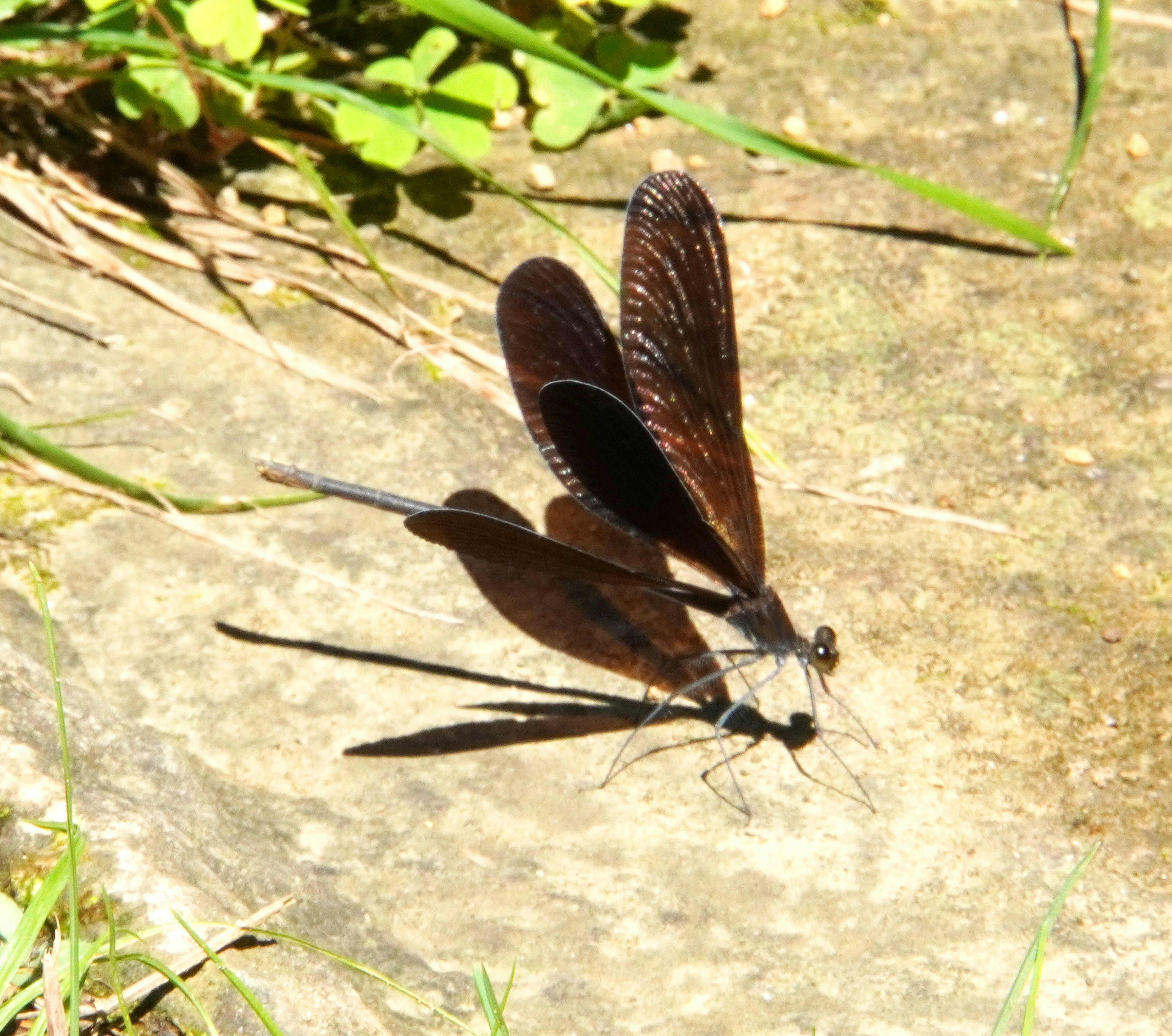 Ein schwarzer Schmetterling ruht auf einem Stein