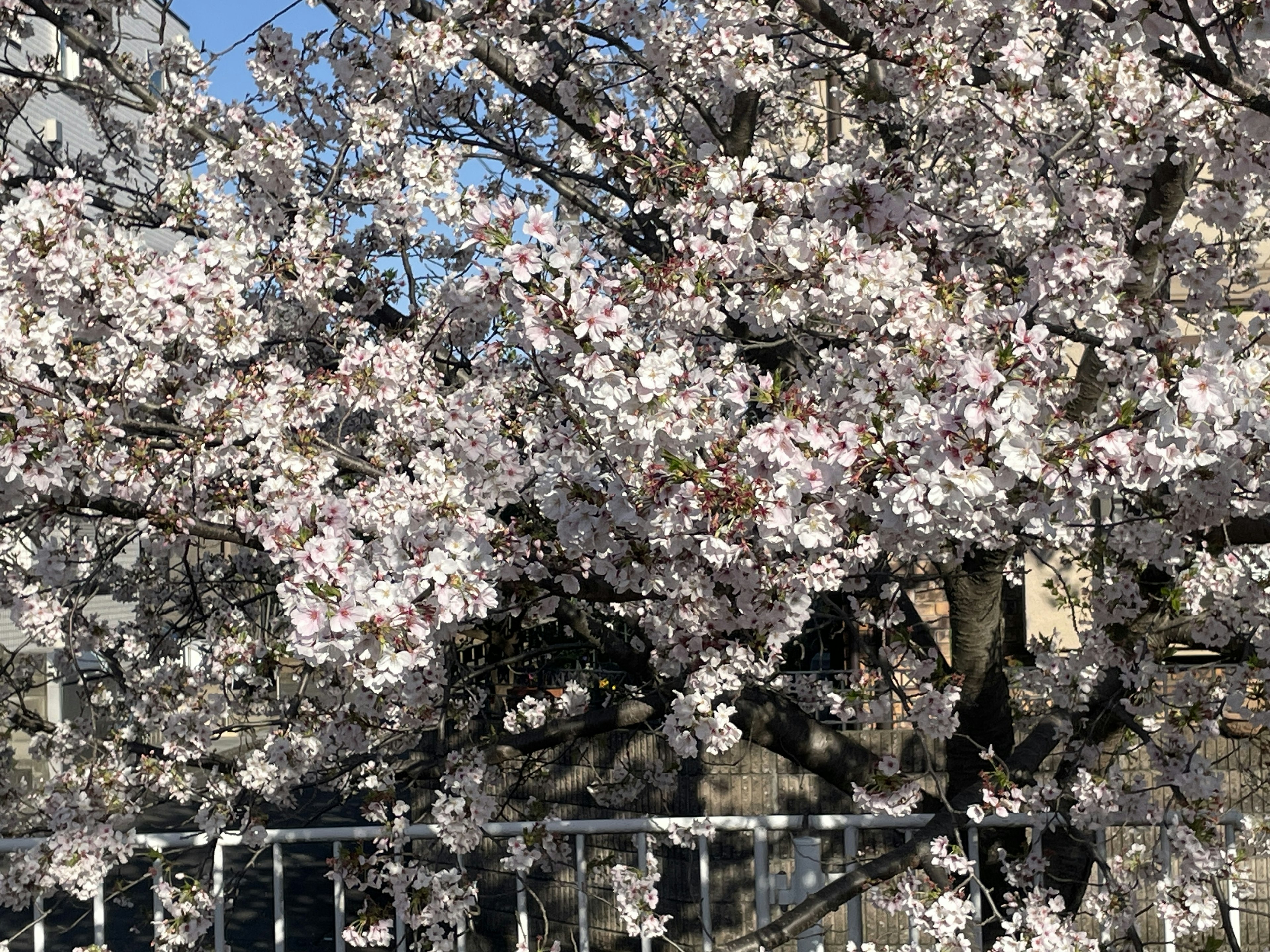 Fleurs de cerisier en pleine floraison sur un arbre avec un ciel bleu en arrière-plan