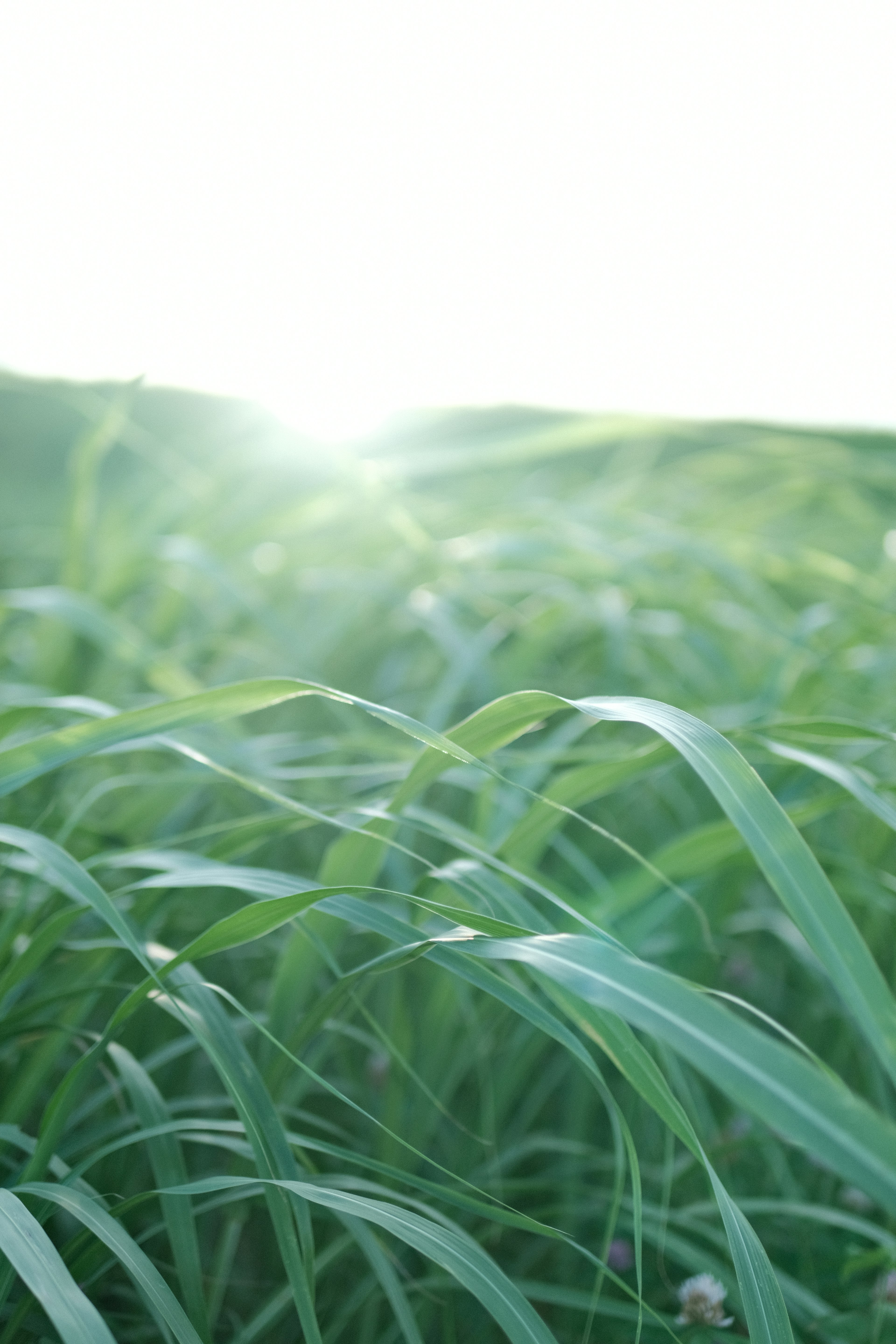 緑の草が生い茂る風景と明るい光