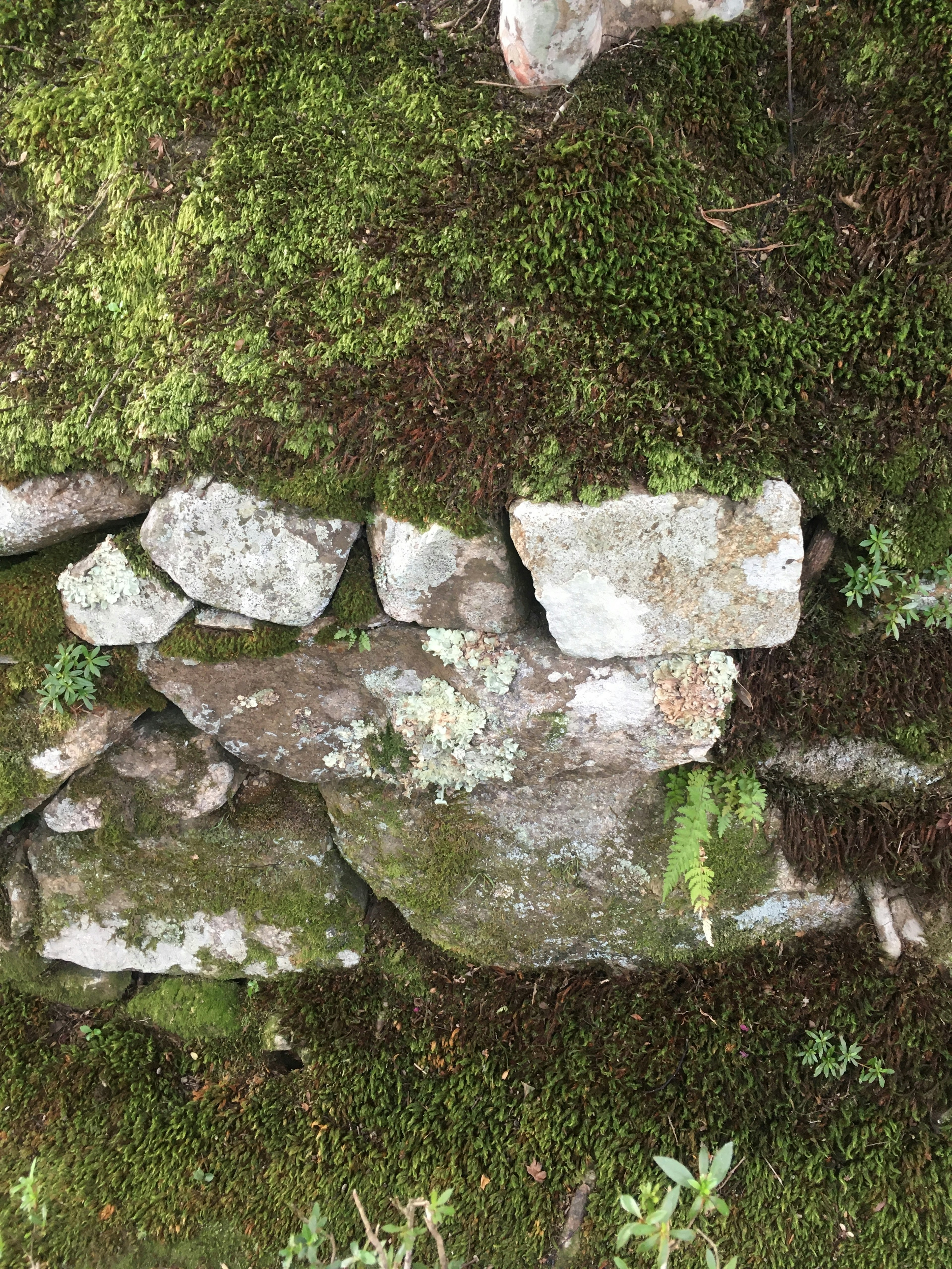 Ein Abschnitt einer mit Moos bedeckten Steinmauer mit verschiedenen Steinen und Pflanzen