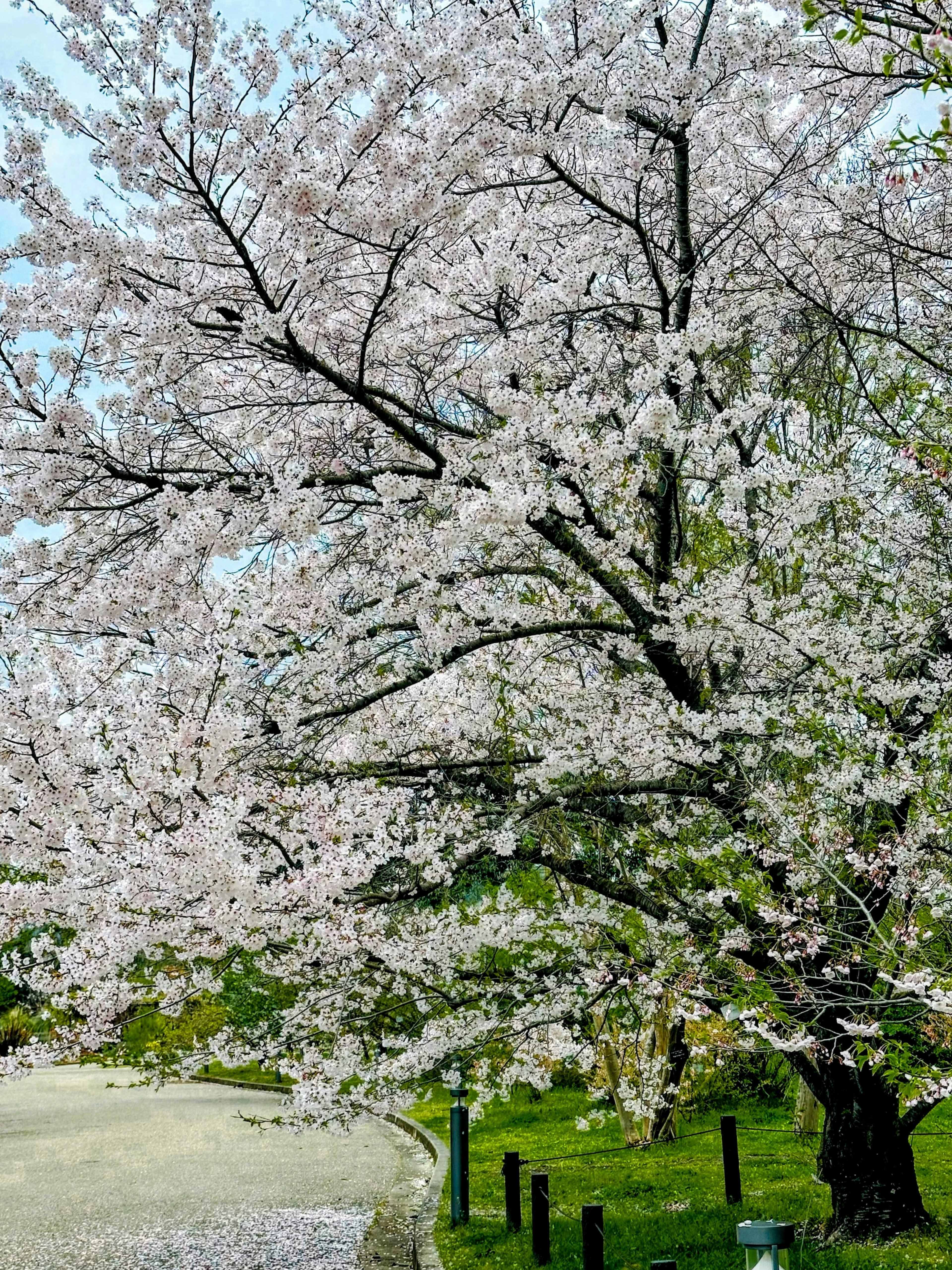 Pohon sakura berbunga dengan bunga merah muda