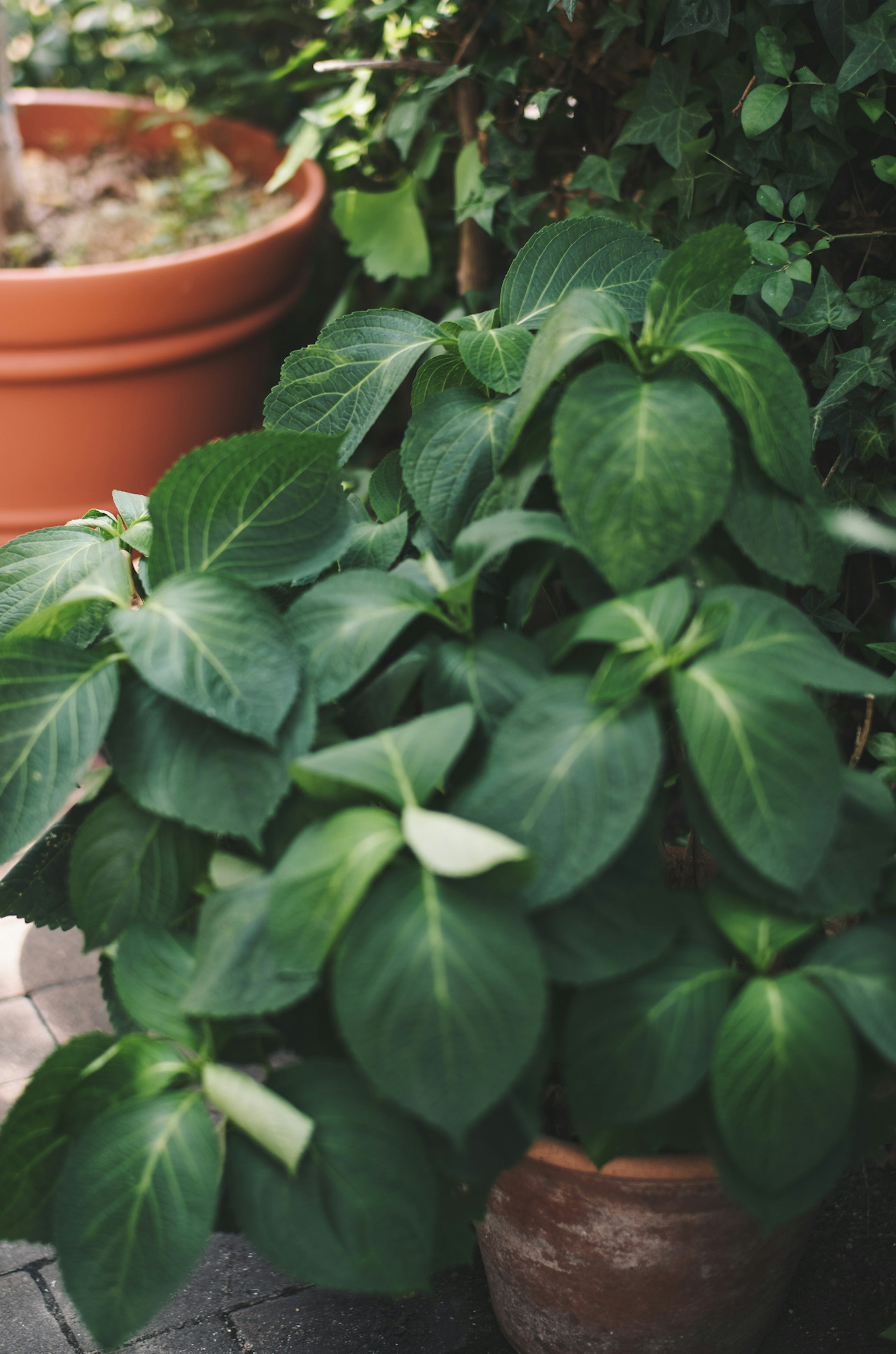 緑の葉を持つ観葉植物の近接写真 陶器の鉢に植えられている