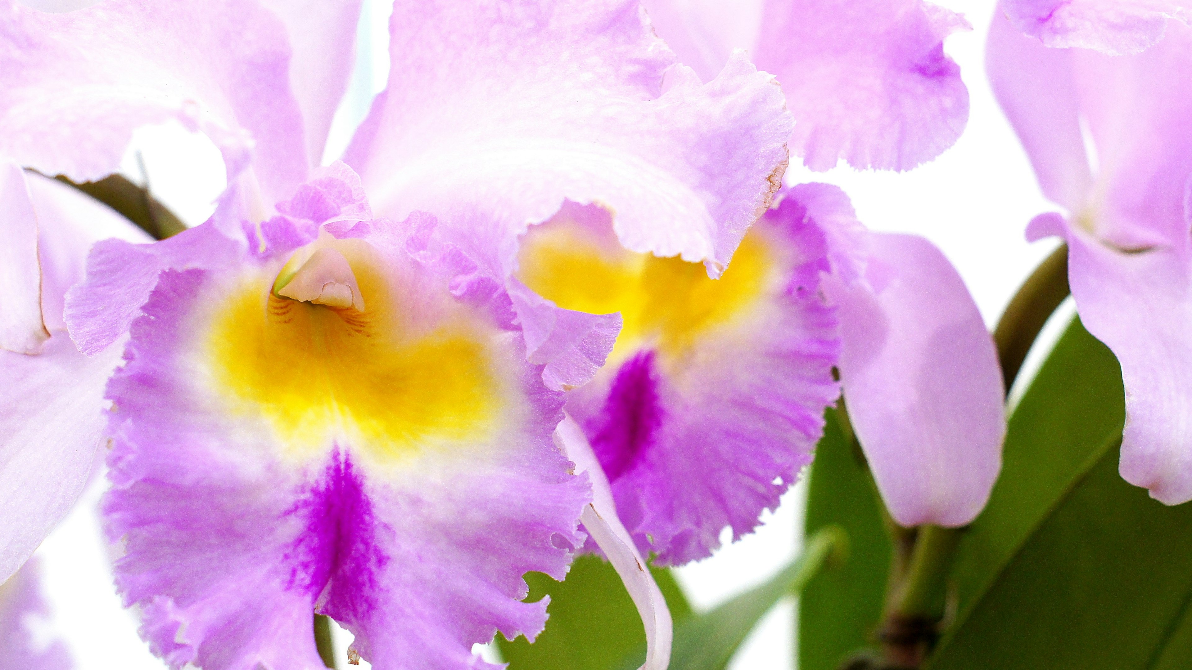 ภาพใกล้ของกล้วยไม้ Cattleya ที่มีกลีบสีม่วงอ่อนและกลางสีเหลือง