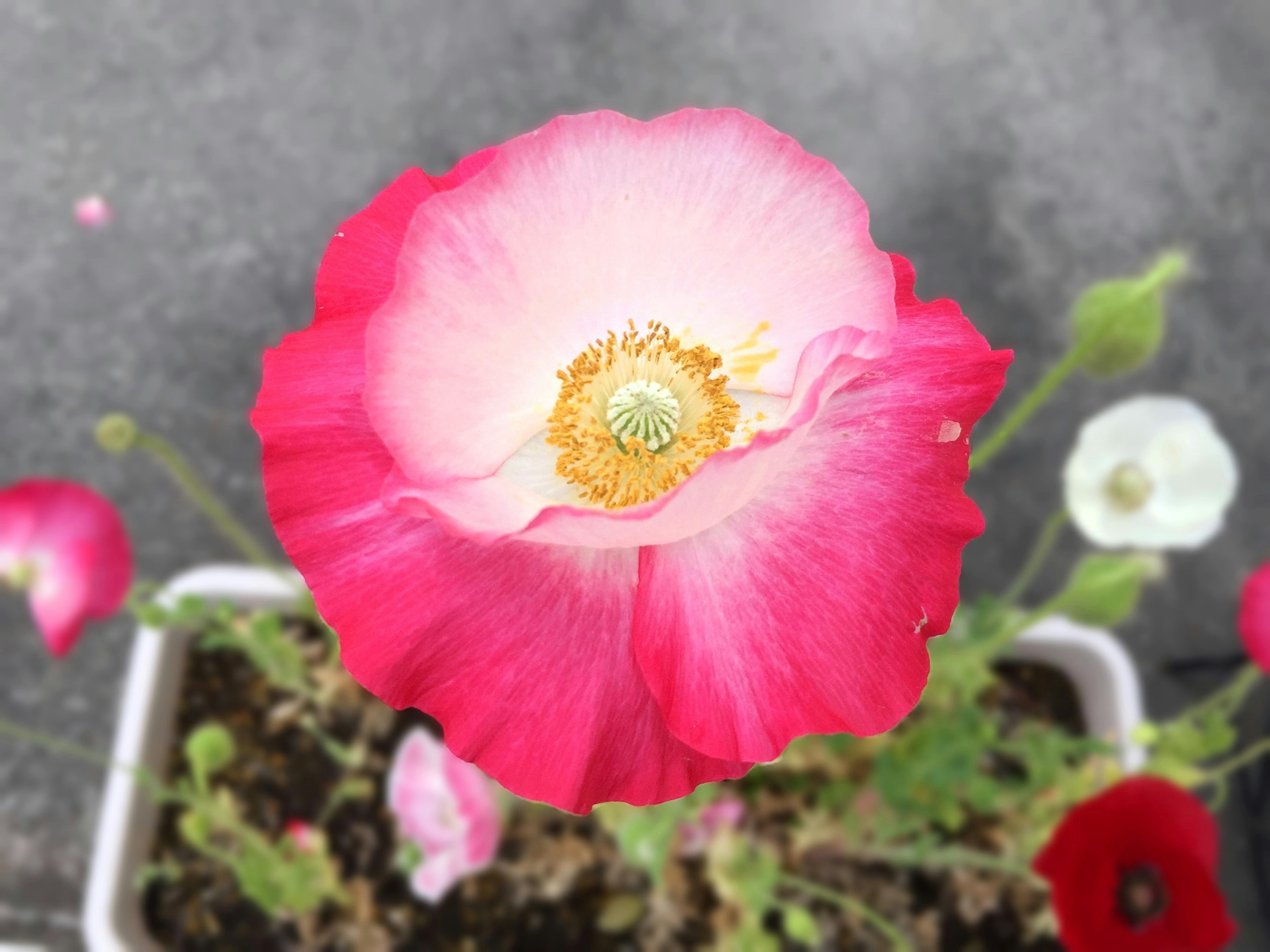 Flor rosa vibrante en plena floración